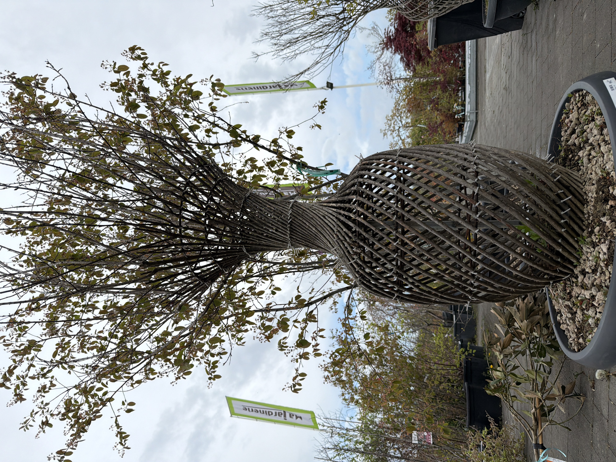This image, taken in Aubange, Belgium, depicts an outdoor scene at what appears to be a garden center or plant nursery. The central subject is a large, elaborate plant display featuring a living plant growing within a decorative, dark brown woven willow or wicker structure. This structure is shaped like an hourglass or a stylized vase, with a wider base and top connected by a narrower, twisted middle section. Numerous thin, branched stems with small, dark green leaves emerge from the top of the wicker structure, fanning outwards against an overcast sky.
The plant and its decorative frame are housed in a large, dark gray or black pot filled with light-colored gravel or small stones. The pot rests on light gray interlocking pavers. In the background, other potted plants and trees are visible, some with bare branches suggesting late autumn or winter, while others display reddish or green foliage. Several black plant pots are also discernible in the background.
The sky is bright but overcast, with visible clouds, indicating daytime. Two green flags or banners with white text are visible. The text on these banners, though appearing mirrored or reversed in some sections due to angle or being viewed from the back, clearly reads "Ma Jardinerie", suggesting the name of the garden center. No specific activity is taking place; the image captures a static display of plants for sale.