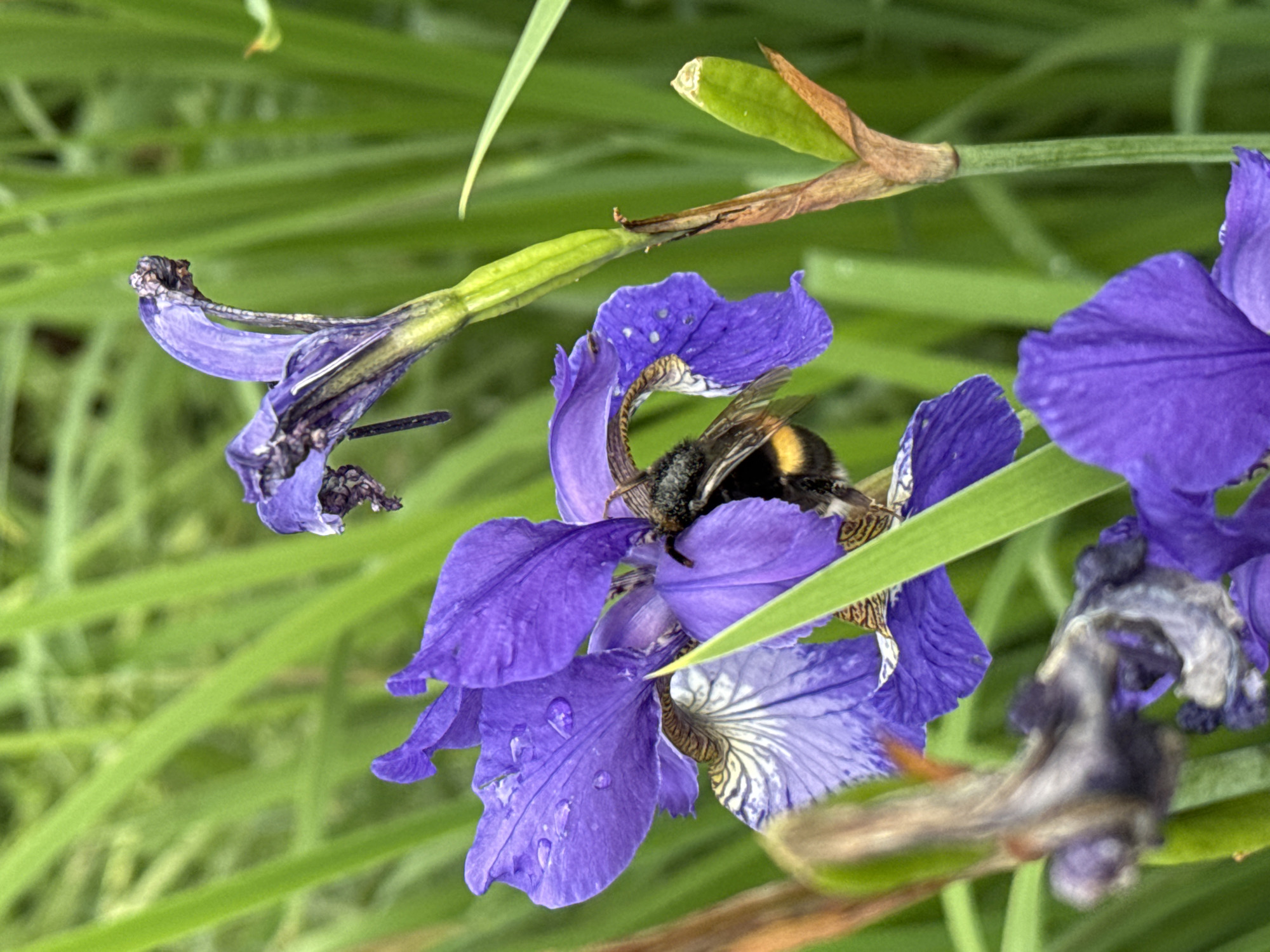 A bumblebee with black and yellow stripes is partially obscured by the vibrant purple petals of an iris flower. The flower is glistening with water droplets, suggesting it may have recently rained. The background consists of lush green grass and stems, indicating an outdoor, natural environment. There are no people visible in the image. The scene appears to be in a garden or a natural setting.