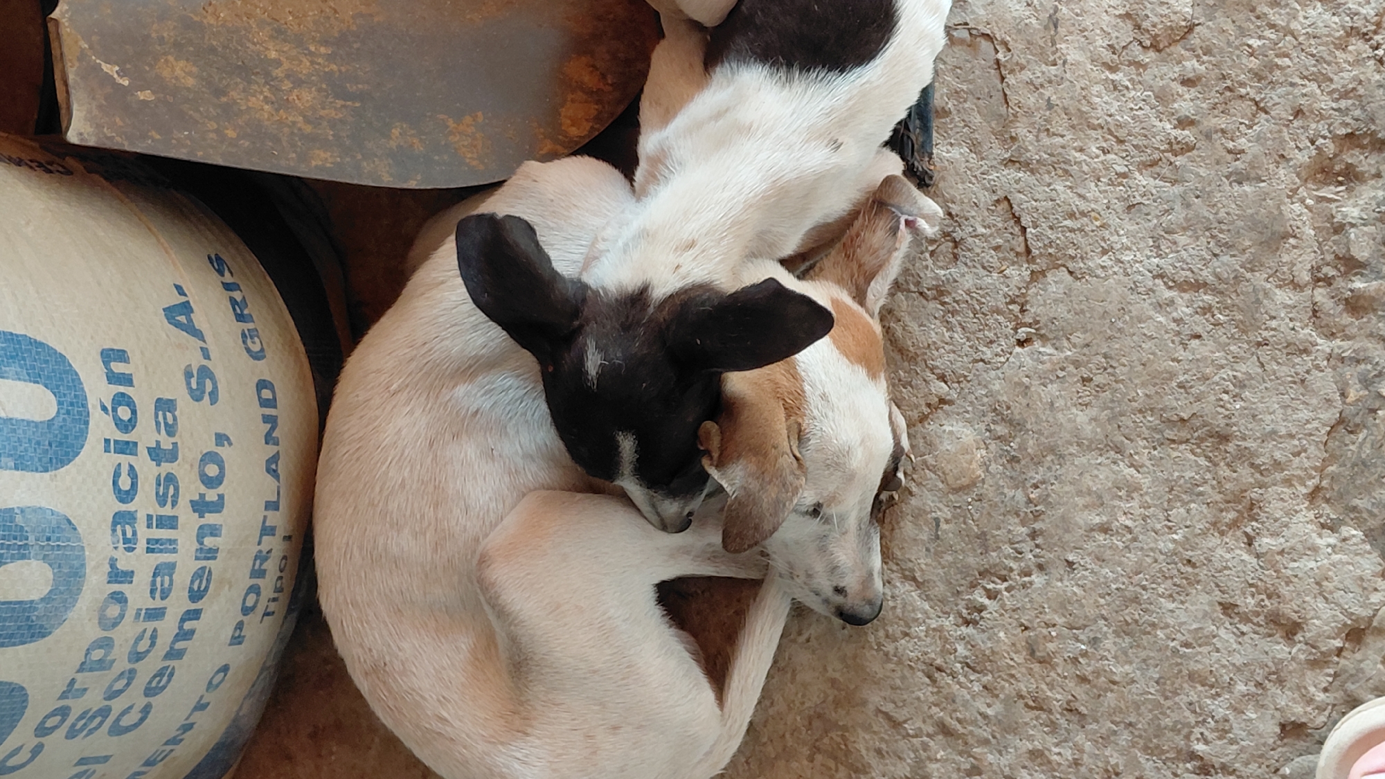 Two young dogs are sleeping curled up together on a textured concrete surface. The dog on top has black and white markings, with a black head and ears, and a white body with black patches. The dog underneath has tan and white markings. Behind them, a large round bag with blue lettering is partially visible. The lettering on the bag reads, in Spanish, "CORPORACION SOCIALISTA CEMENTO, S.A. PORTLAND GRIS TIPO 1". To the right of the bag, a portion of a rusty metal object, possibly a shovel or tool, is visible. The environment appears to be outdoors or in an open-air structure. The image was captured in Santa Ana, Venezuela.