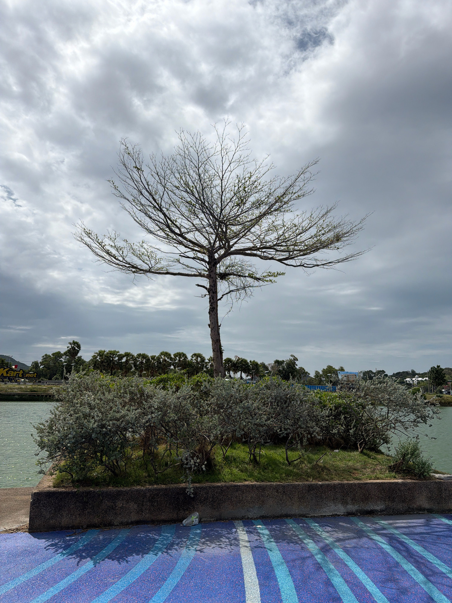 A lone, bare-branched tree stands on a small island in a body of water under a cloudy sky. The island is covered with green grass and dense, silvery-green bushes. In the foreground, a purple paved surface with blue and white stripes reflects the shadows of the branches. A concrete wall separates the island from the paved area. In the background, a row of palm trees and other vegetation lines the opposite shore, with buildings and hills visible further in the distance. The scene suggests a park or waterfront area.