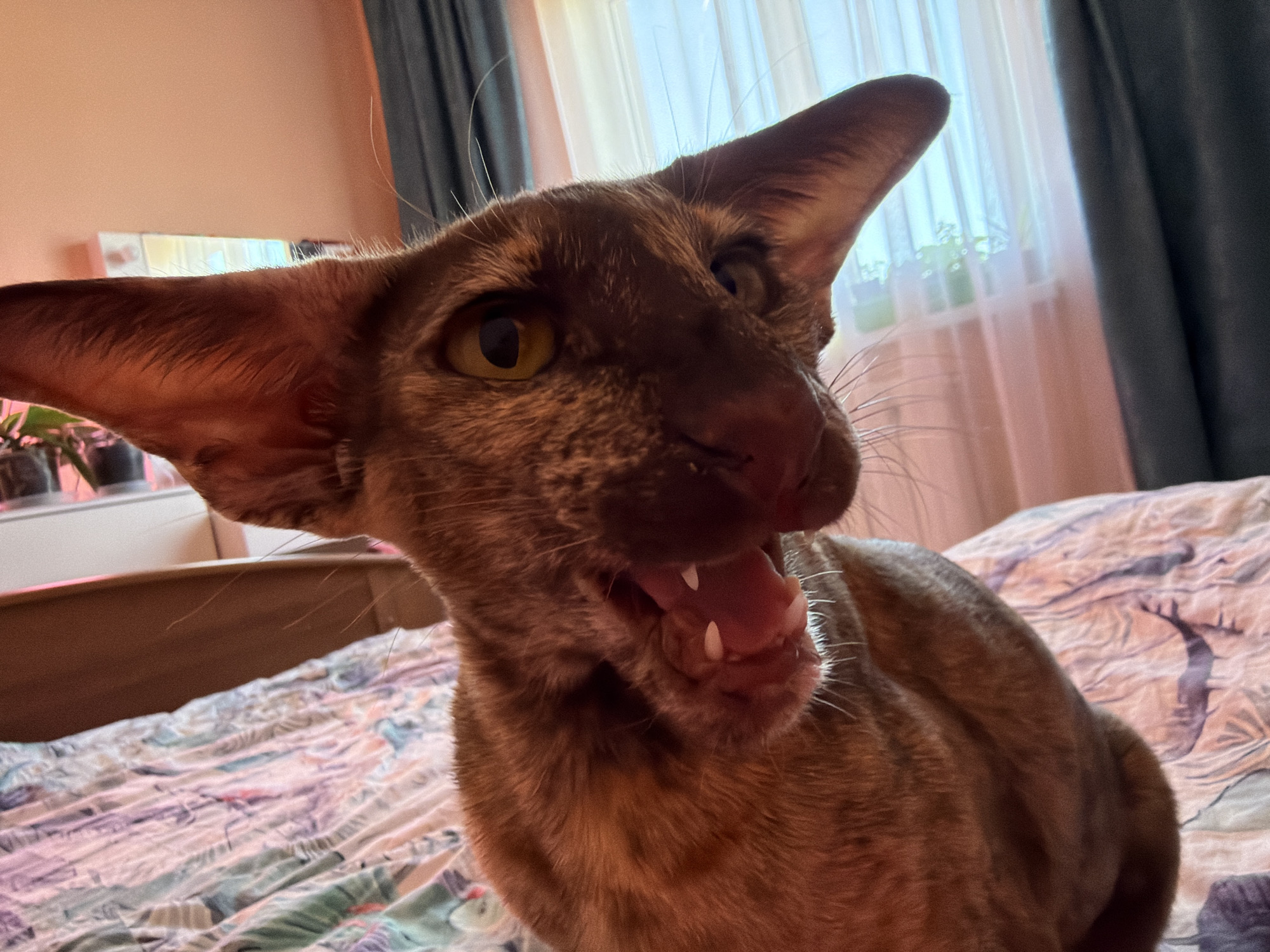 A brown Oriental Shorthair cat is on a bed with a patterned bedspread, possibly in an indoor setting in an apartment or house, with a window visible in the background, with pink curtains and a gray curtain. The cat has a wide-open mouth, revealing its teeth and tongue. To the left of the cat and bed is a white dresser. The location of Chaikovsky, Russia, cannot be determined from the information provided.