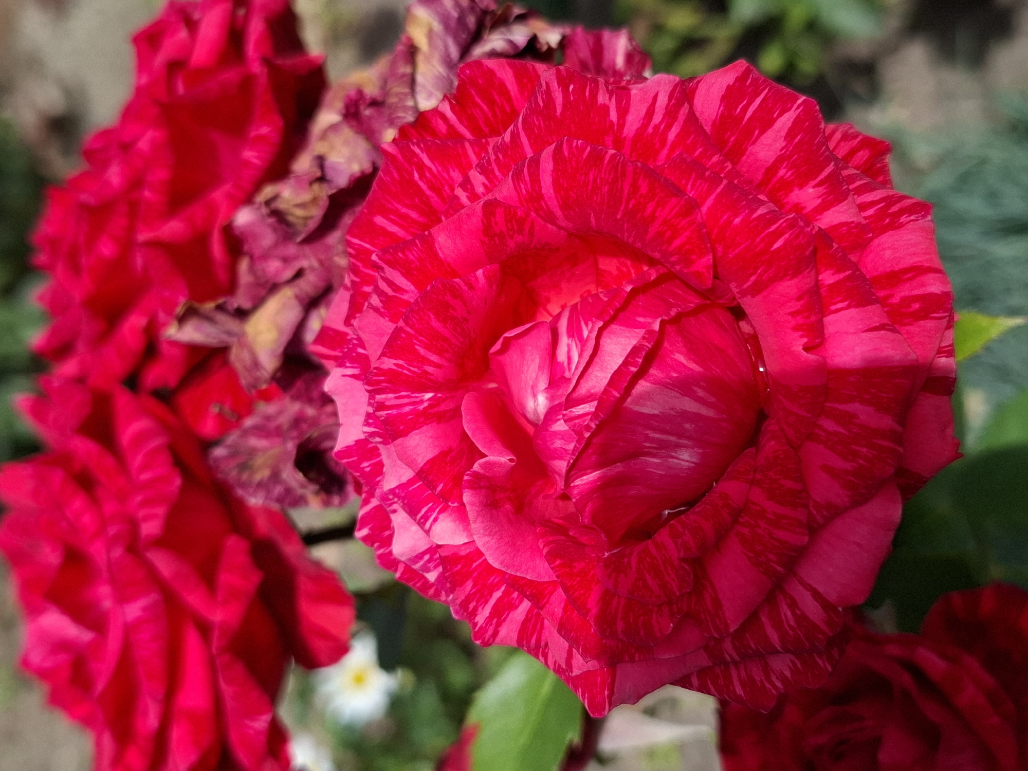 A close-up, eye-level, vertical shot focuses on a vibrant, striped red rose in full bloom. The rose's petals display a striking pattern of darker red stripes against a brighter red base, with some petals appearing slightly wilted in the background. The rose is set against a blurred background of green foliage and other out-of-focus red roses. A few small white flowers with yellow centers are visible in the upper left background. The lighting suggests it is daytime, possibly with direct sunlight illuminating the primary rose. This image was captured outdoors in the city of Korenovsk, Russia.