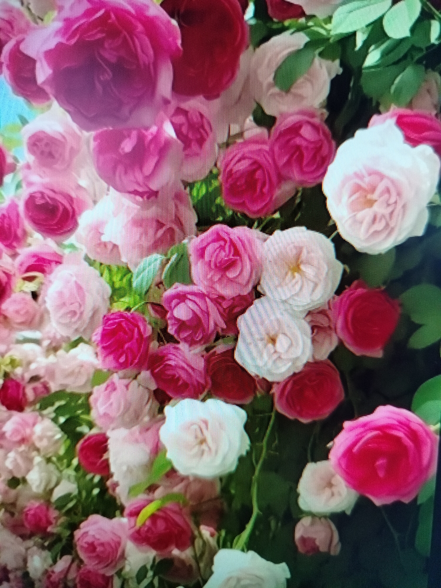 This is a close-up, high-angle photograph of a dense cluster of roses. The roses are in various shades of pink and white, with some deep red blooms interspersed. The petals are full and layered, indicative of a mature bloom. The foliage is a vibrant green and provides a backdrop to the flowers. The lighting appears natural, suggesting an outdoor setting, possibly a garden. There are no people or animals visible in the image. The image is pixelated, suggesting it may have been taken with a low-resolution camera or a digital screen. The question about Yashkino, Russia, is irrelevant to the visual content of the image.