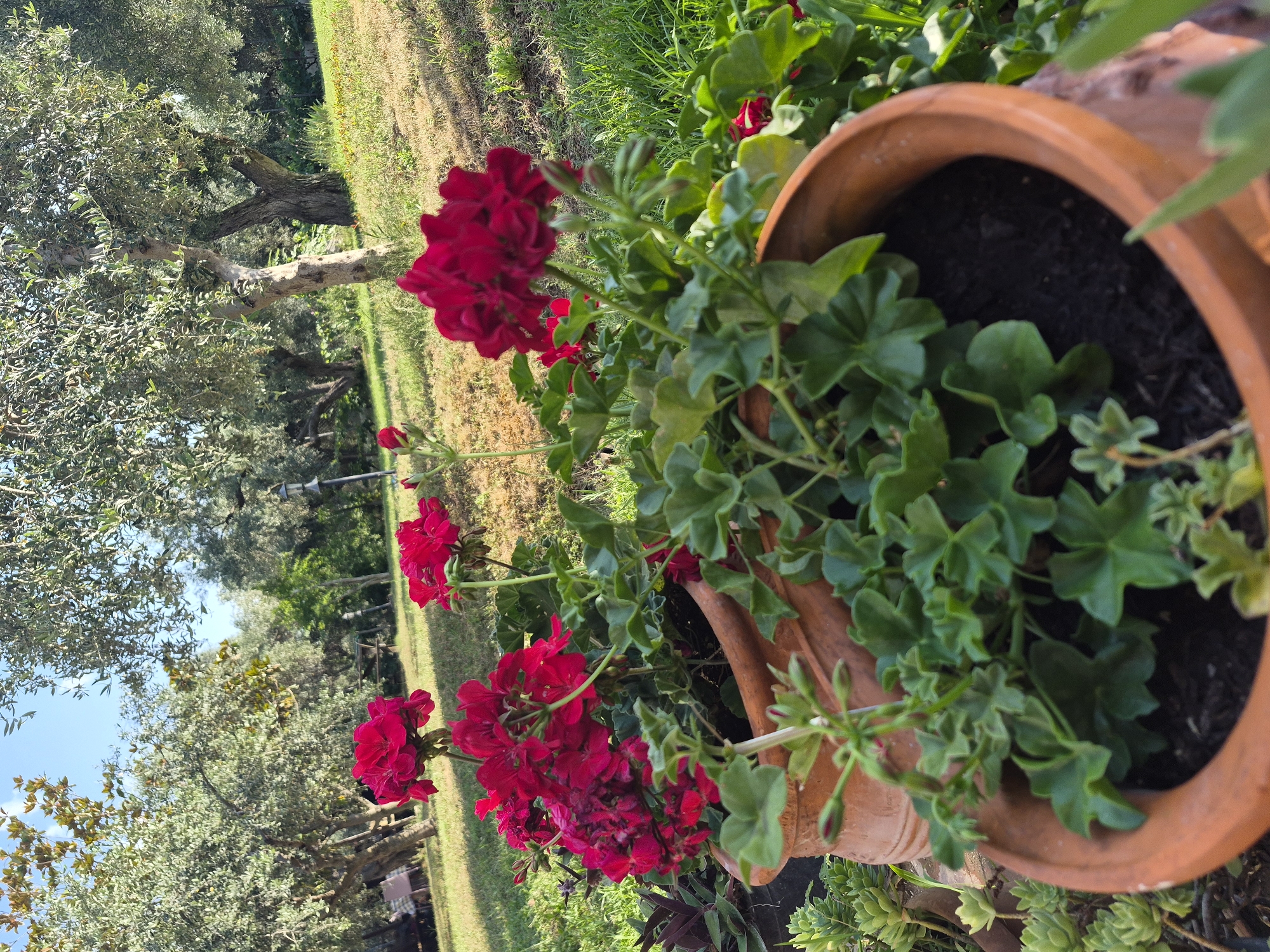 This media file showcases a close-up view of vibrant red geraniums blooming in an orange terracotta pot. The pot, filled with dark soil, sits amidst lush green foliage. In the background, a sun-drenched lawn stretches towards a grove of olive trees, their silvery-green leaves and gnarled trunks suggesting a Mediterranean setting. The sunlight filters through the leaves, casting dappled shadows on the grass, indicating it is daytime. The overall scene evokes a sense of tranquil outdoor beauty, likely in a garden or courtyard. The camera angle is from above and to the side, focusing on the flowers and pot while offering a glimpse of the surrounding landscape. No people, text, or specific events are visible. The location context of Makri, Greece, aligns with the presence of olive trees and the sunny, warm atmosphere depicted.