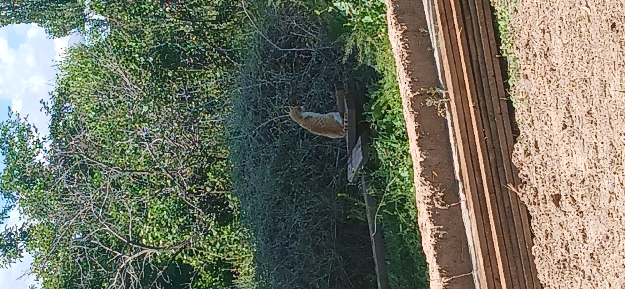 The image shows an orange and white cat standing on a wooden structure in a natural outdoor setting. The cat is facing away from the camera, looking towards a dense green bush. Behind the bush, trees with green leaves are visible, along with a cloudy sky. To the right of the scene, there are stacked wooden planks with a rough, textured surface. The lighting suggests it is daytime. The setting appears to be a rural or semi-rural area, possibly a garden or yard, with elements of nature and construction materials. There is no visible text in the image.