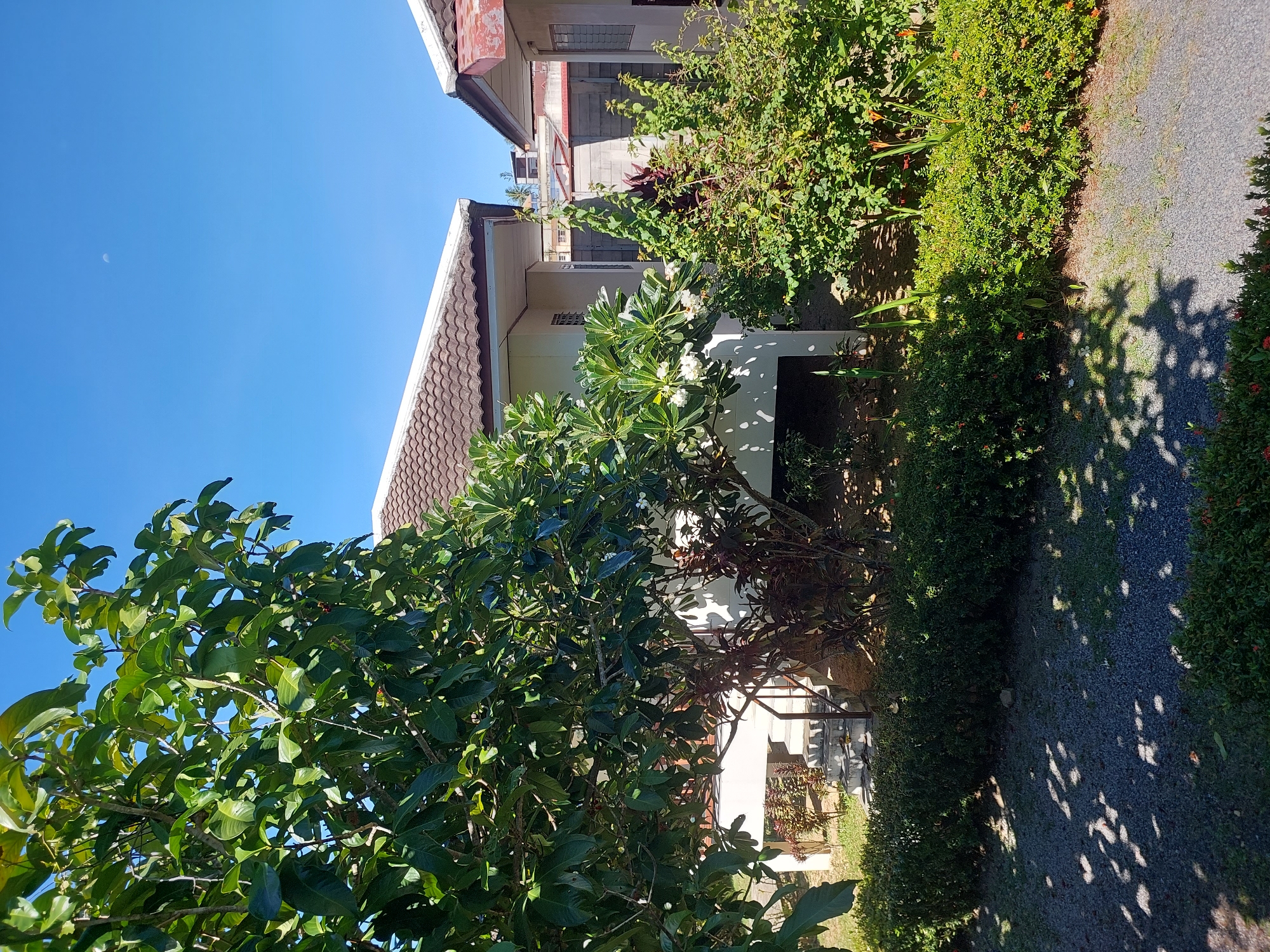 The image depicts a clear, sunny day with a bright blue sky and a sliver of the moon visible. In the foreground, a large tree with dense green foliage casts dappled shadows onto a gravel pathway. Behind the tree, two single-story houses with brown tiled roofs are visible. The house on the left has a white exterior and a staircase leading up to its entrance. The house on the right is partially obscured by vegetation and also has a tiled roof. The surrounding environment is lush with green bushes and some flowering plants. The scene appears to be a residential area in Baan Mae Nam, Thailand, characterized by tropical vegetation and typical house architecture for the region. No people or animals are present in the image.