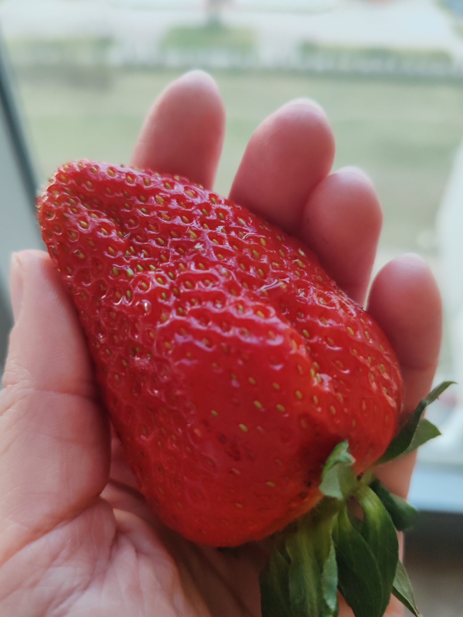 A close-up image captures a person's hand holding a single, unusually large and elongated strawberry. The strawberry, occupying the central and right foreground, is a vibrant, glossy red, suggesting it is ripe and possibly wet. Its surface is covered with numerous small, yellowish-green achenes (seeds). The fruit displays an irregular, multi-lobed shape, indicative of fasciation. Green sepals are visible at the stem end of the strawberry, resting against the palm.
The hand, with light-toned skin, gently cradles the fruit, with fingers visible on the left and upper right of the strawberry. The background, viewed through what appears to be a window, is heavily blurred, creating a shallow depth of field. Indistinct shapes of light green, possibly distant trees or foliage, and hazy lighter areas, likely sky or distant structures, can be seen, suggesting an outdoor view during daytime. The lighting is bright and natural, emphasizing the strawberry's texture and color. No specific architectural details or landmarks in the blurred background can confirm the location as Saint Petersburg, Russia. There is no visible text in the image. The activity is simply the presentation of this remarkable fruit.