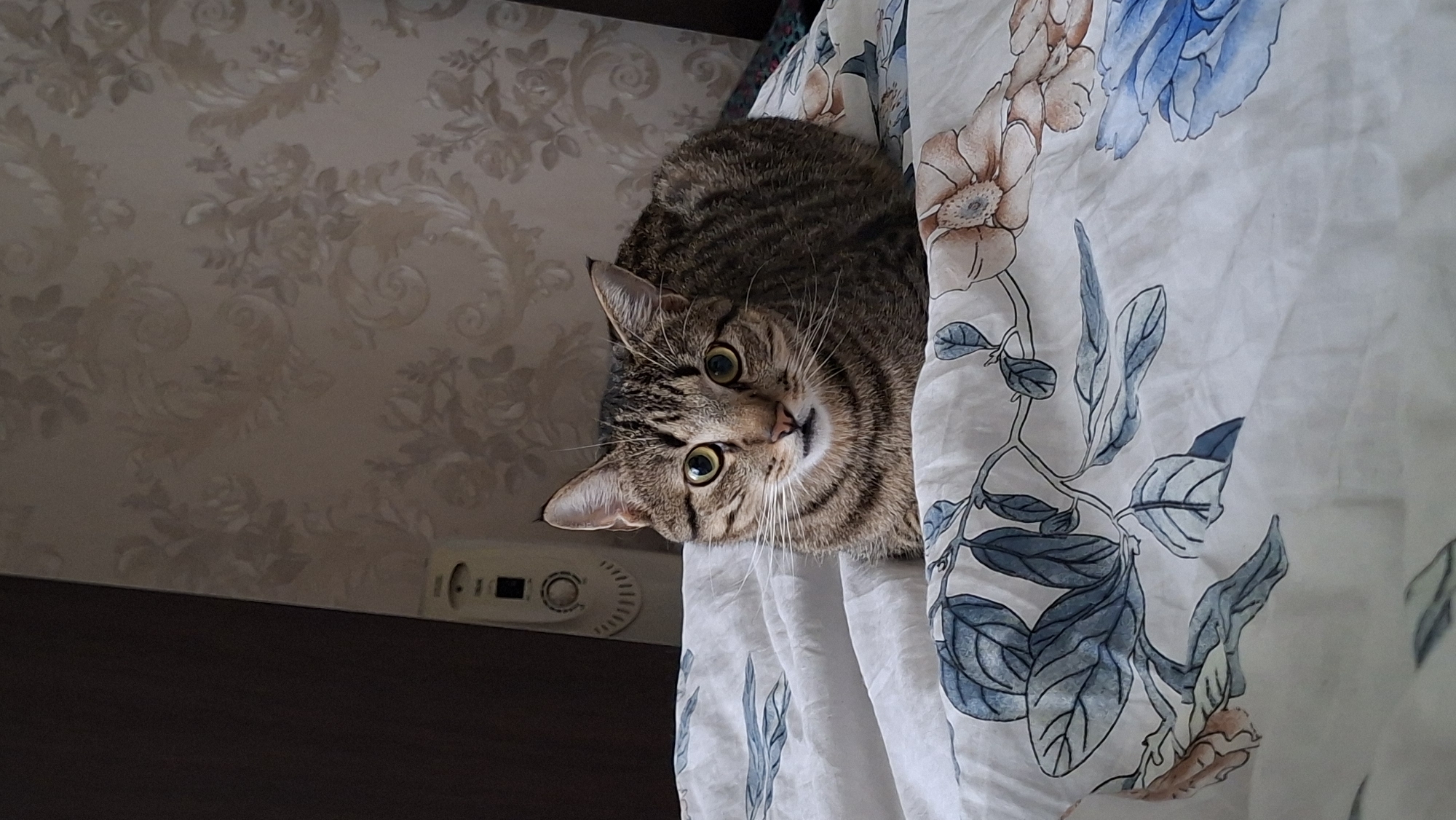 A domestic shorthair cat with a brown tabby coat is lying on a bed with floral patterned bedding. The cat is facing the camera, with its eyes wide open. The background shows a dark brown wall and a beige wall with a floral wallpaper pattern. A white object, possibly a heater, is visible on the dark brown wall. The bedding has a white base with blue and brown floral designs. The scene appears to be indoors, in a residential setting. There is no information available to determine the specific location in Myadzyel, Belarus.