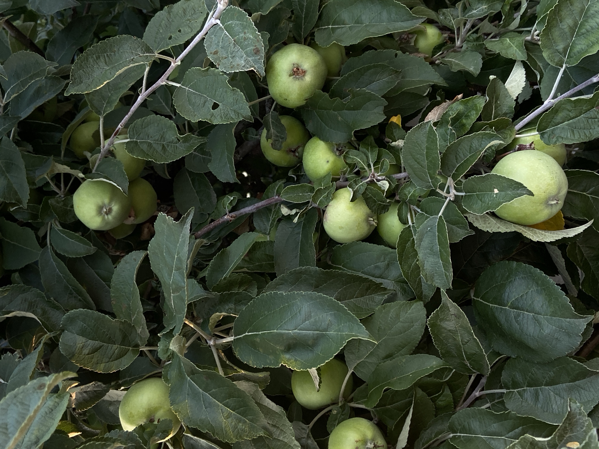 The image shows a cluster of green apples hanging from a tree. The apples are of varying sizes and some are partially obscured by the leaves. The leaves are a deep green color and appear to be slightly wilted. The branches of the tree are visible, with some small twigs and bark. The overall impression is one of an abundant harvest, with the apples appearing ripe and ready for picking. The lighting suggests it is daytime, possibly late afternoon, given the soft shadows and warm tones on some of the leaves. The location is not discernible from the image.