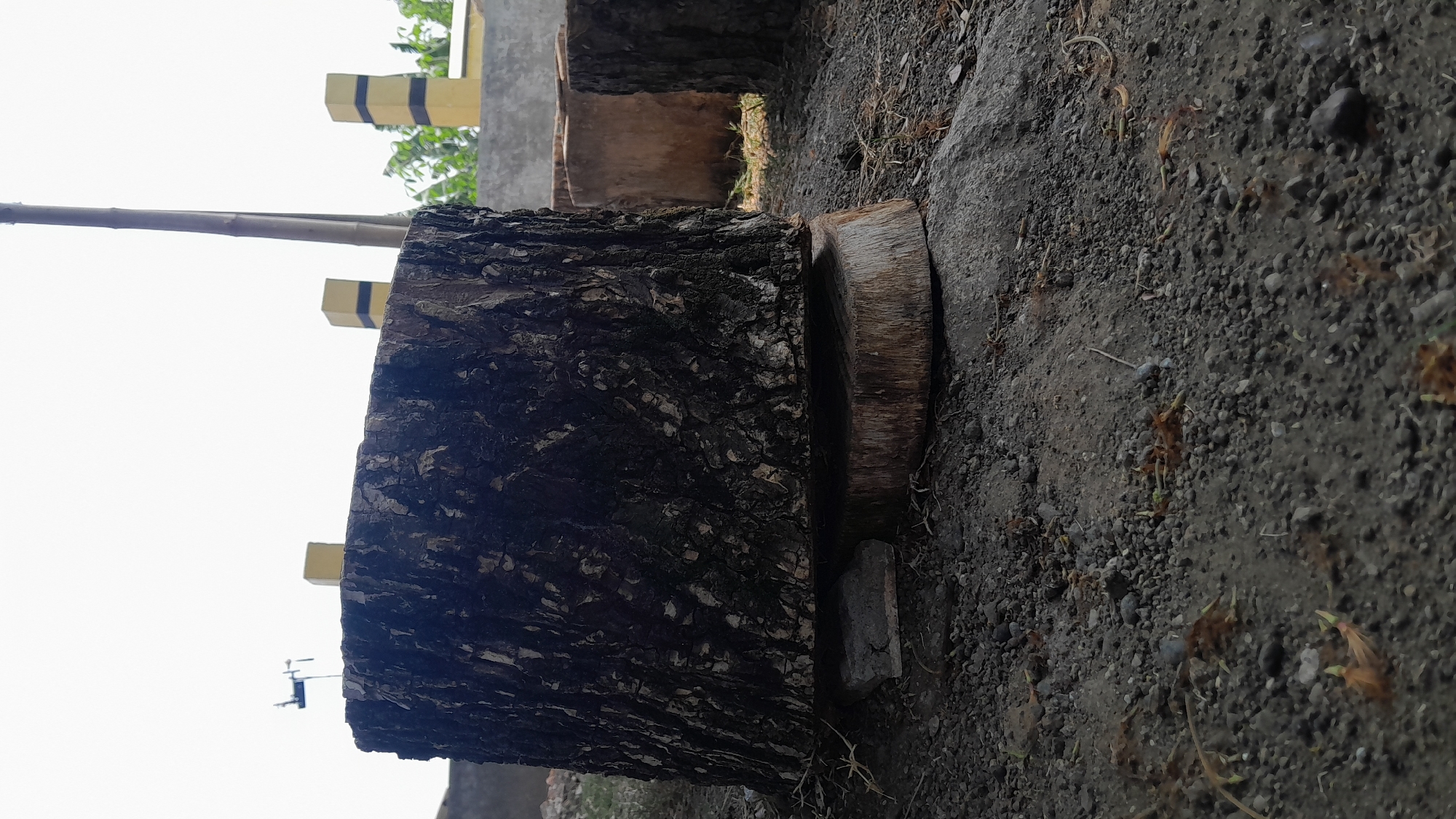 In Tambakromo, Indonesia, a large tree stump sits on a rough, gravelly surface. The stump is dark and textured, with visible bark, and is elevated by a smaller, rounder wooden disc and a gray brick. In the background, there are several other similar tree stumps, some of which appear to be older and more weathered. Further in the background, a concrete wall can be seen, topped with yellow posts that have black bands. A tall bamboo pole stands near the center of the frame. The sky is a bright, hazy white, suggesting a sunny day. A small object resembling a drone or weather vane is visible on the left side of the frame, positioned on top of a structure in the distance. The overall scene depicts an outdoor area, possibly a yard or storage space, with elements of both natural and constructed objects.
