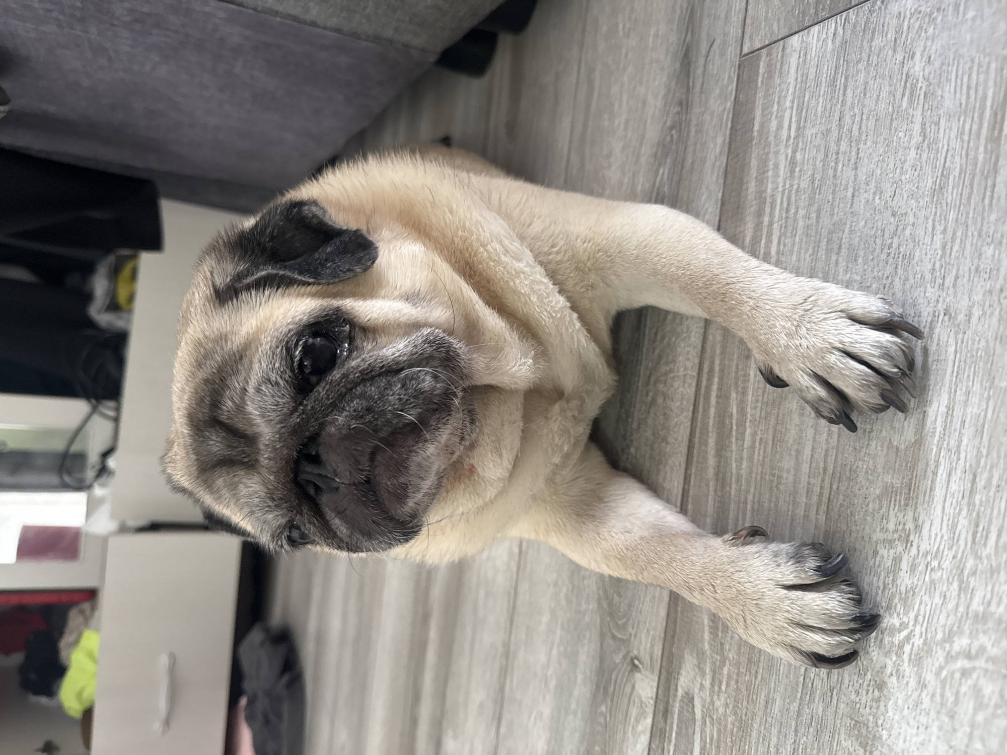 A fawn-colored pug dog is lying on a light-colored wooden floor. The pug is looking slightly to the left of the camera with its ears perked. Its front paws are extended forward, and its back is slightly visible behind its body. The background is blurred but appears to be an indoor setting, possibly a room with furniture. There are no people visible in the image. The lighting is soft and diffused. There is no indication of the location within Bishkek City, Kyrgyzstan.