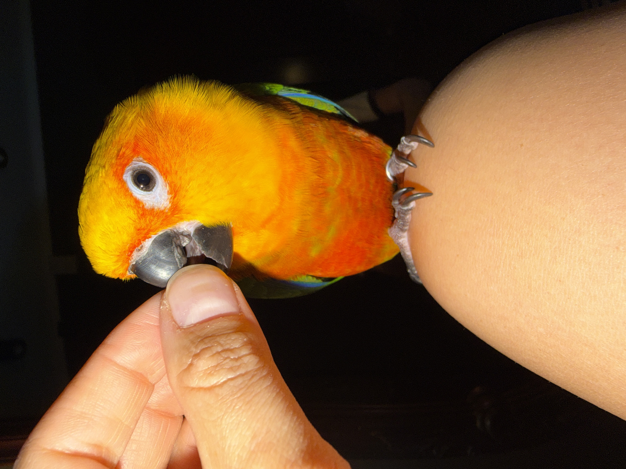 A close-up, indoor, eye-level shot captures a brightly colored Sun Conure parrot perched on a person's knee. The parrot's head is turned towards the left, its beak is slightly open, and it appears to be eating a treat offered by a human hand in the upper left quadrant of the frame. The parrot displays vibrant yellow and orange plumage on its head and chest, with green and blue feathers visible on its wings. The human hand is flesh-toned with visible fingerprints and a neatly trimmed fingernail. The knee appears smooth and lightly textured, illuminated by a warm light source, creating a soft glow. The background is entirely black, suggesting a dark or dimly lit environment. There is no discernible evidence of the city of Khimki, Russia, or any outdoor urban elements within the frame.