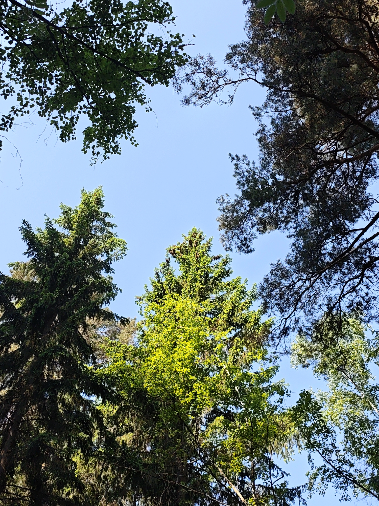 The image shows a view upwards through a canopy of trees against a clear blue sky. Several types of trees are visible, including evergreens and deciduous trees with leaves. The trees are in varying shades of green, from dark to bright, depending on the sunlight. This scene is located in Боровково, Russia.