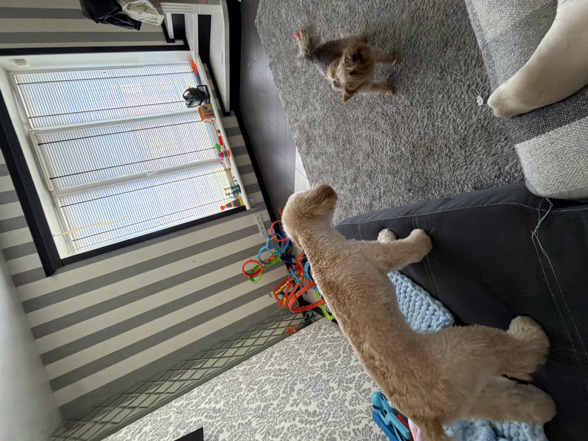 The image shows two dogs in a room. One dog, a small tan-colored terrier mix, is on a grey carpet. The other dog, a larger light brown poodle or doodle, is on a dark couch. The poodle is facing away from the camera and appears to be looking at something beyond the frame. The terrier is looking towards the poodle. There are blinds on a window that is visible in the background, suggesting it is daytime. The room has striped wallpaper and a patterned rug. There are children's toys scattered on the floor near the window. The overall scene suggests a casual, domestic setting.