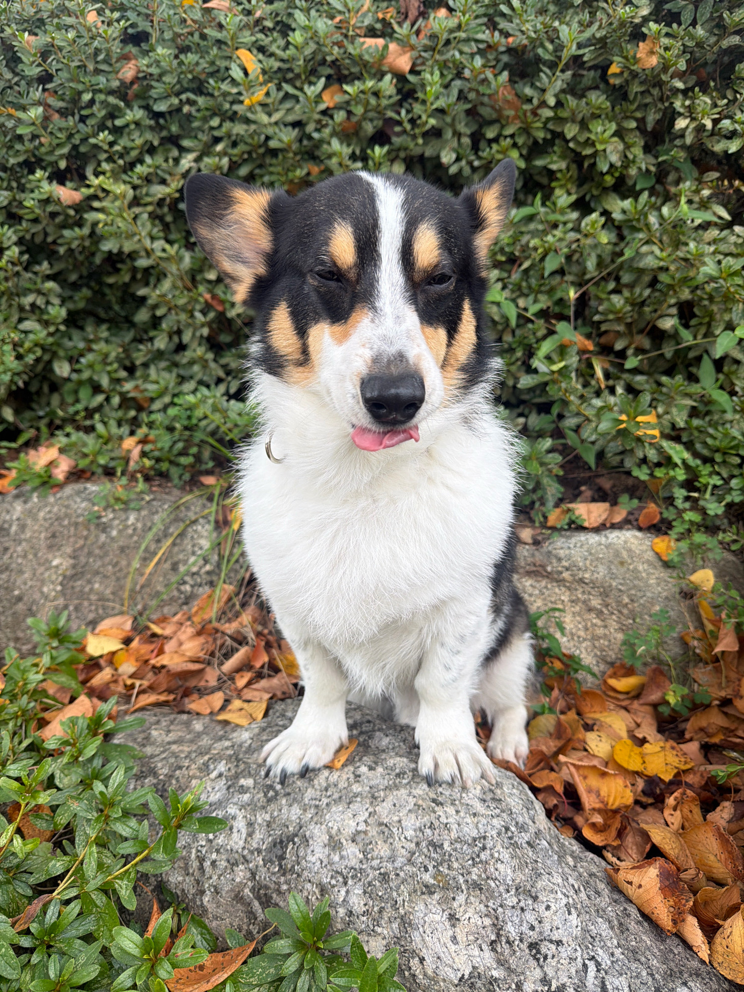 A medium shot shows a black, white, and tan Welsh Corgi sitting on a large grey rock in front of a dense green bush with some scattered fallen autumn leaves. The dog's tongue is sticking out slightly to the right. The dog is wearing a thin silver collar. The background is filled with the green foliage of the bush, and some brown and yellow leaves are visible on the ground and amongst the branches. The lighting suggests it is daytime. The scene is likely outdoors, possibly in a park or garden setting within the city of Ansan, South Korea.