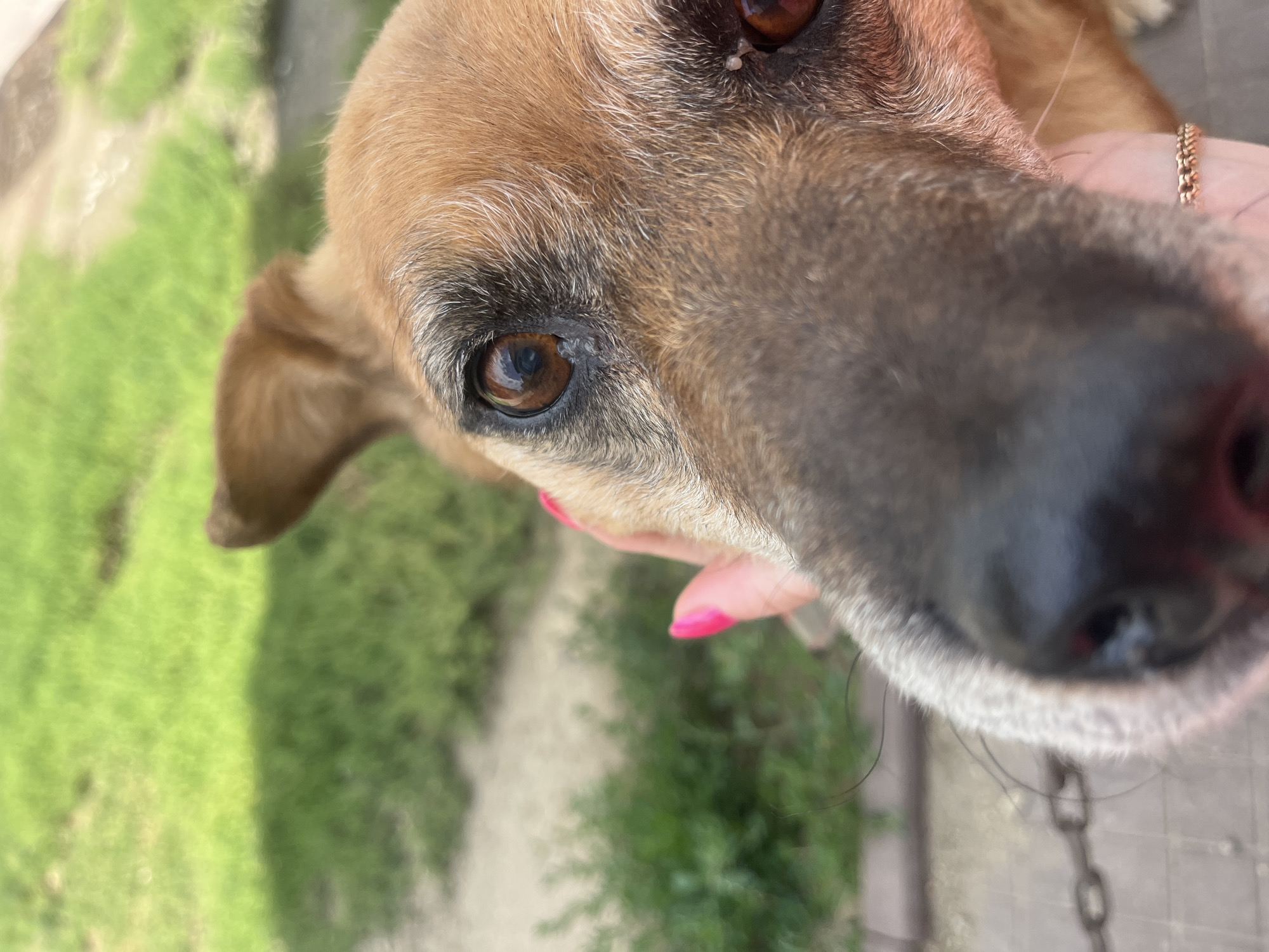 The image is a close-up, low-angle shot of a dog's face, taken outdoors. The dog, a medium-sized breed with brown fur and intelligent brown eyes, is looking directly at the camera. A human hand with bright pink nail polish is gently holding the dog's muzzle. The background is a blur of green grass and some pavement, suggesting a park or yard setting. The lighting indicates it is daytime. The location in the city of Сухринское, Russia is not discernible from the image content.