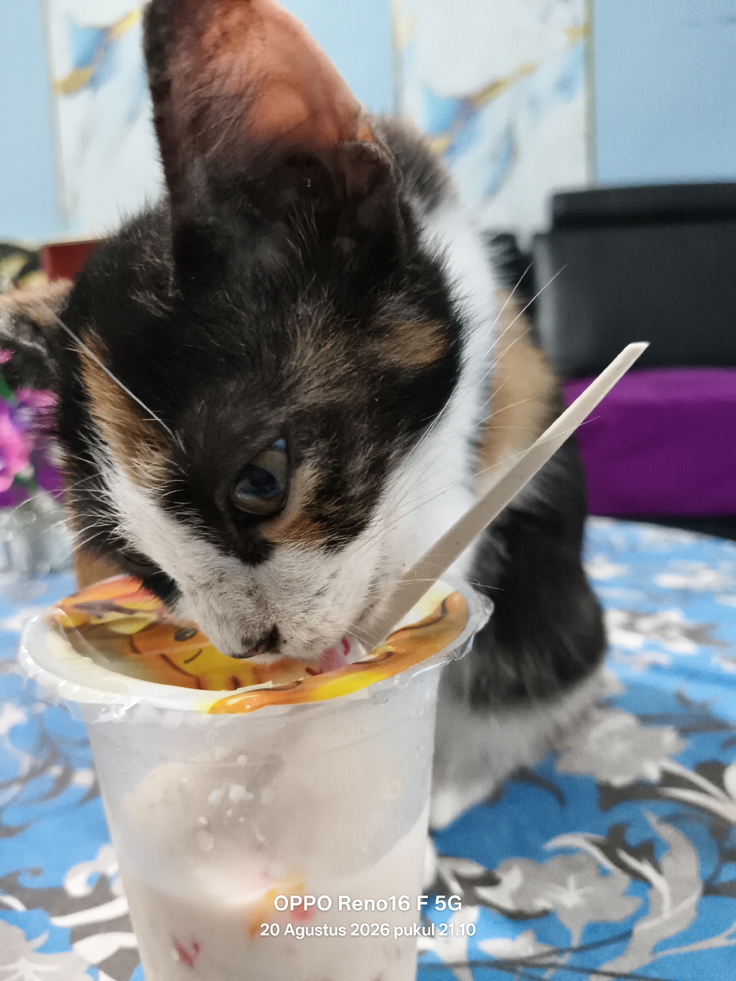 A calico kitten is eating from a clear plastic cup with a light-colored wooden spoon. The kitten's head is lowered into the cup, and its nose and mouth are near the spoon and the contents of the cup. The cup has a lid with a colorful cartoon design. The kitten has black, white, and orange fur, with prominent whiskers. The background is blurred but shows a blue and white patterned surface, possibly a tablecloth, and some out-of-focus objects, including a dark object and a purple surface. The lighting is soft. The lower right corner of the image contains a timestamp that reads "OPPO Reno16 F 5G 20 Agustus 2026 pukul 21.10", indicating the image was taken in Indonesia on August 20, 2026, at 9:10 PM. The specific location within the city of Penghidupan is not discernible from the image.