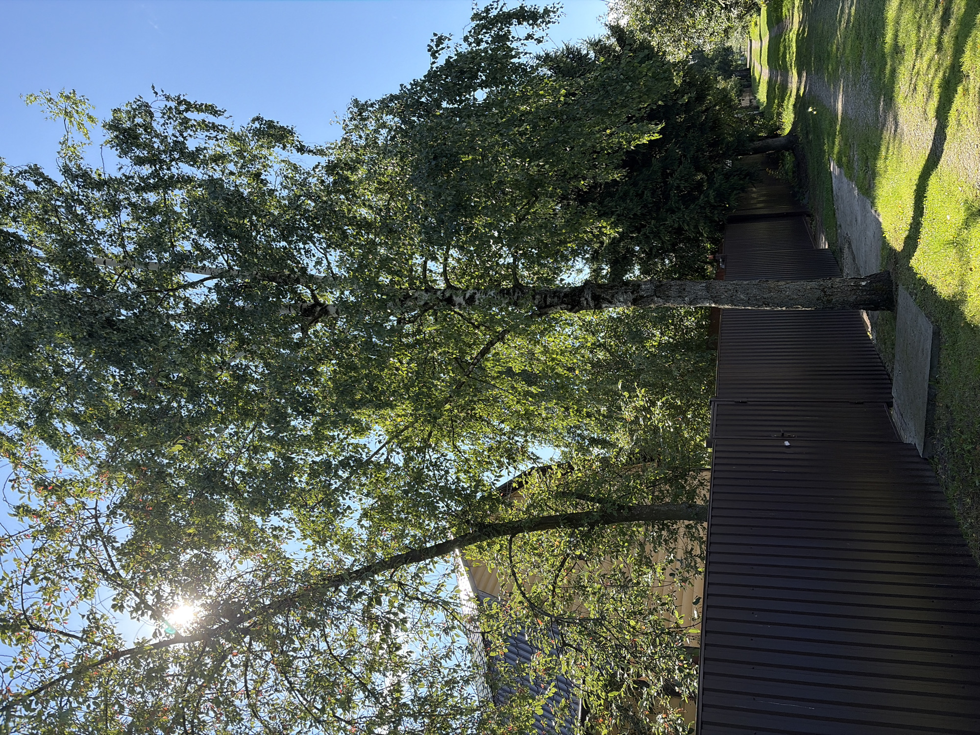 The image depicts a sunny outdoor scene along a dirt path in the village of Nerudnik Snt, Russia. A tall, slender birch tree stands prominently in the foreground to the left of the path, its dappled sunlight illuminating the grassy area around its base. To the left of the birch tree, a dark brown corrugated metal fence runs horizontally across the frame, separating a residential property from the path. Beyond the fence, the roof and upper portion of a yellow house are visible, partially obscured by the lush green foliage of trees. The path itself, a mixture of dirt and gravel, stretches into the distance to the right, bordered by well-maintained green grass and more trees. The sky is a clear, vibrant blue, indicating fair weather. The overall impression is one of a peaceful, rural summer day.