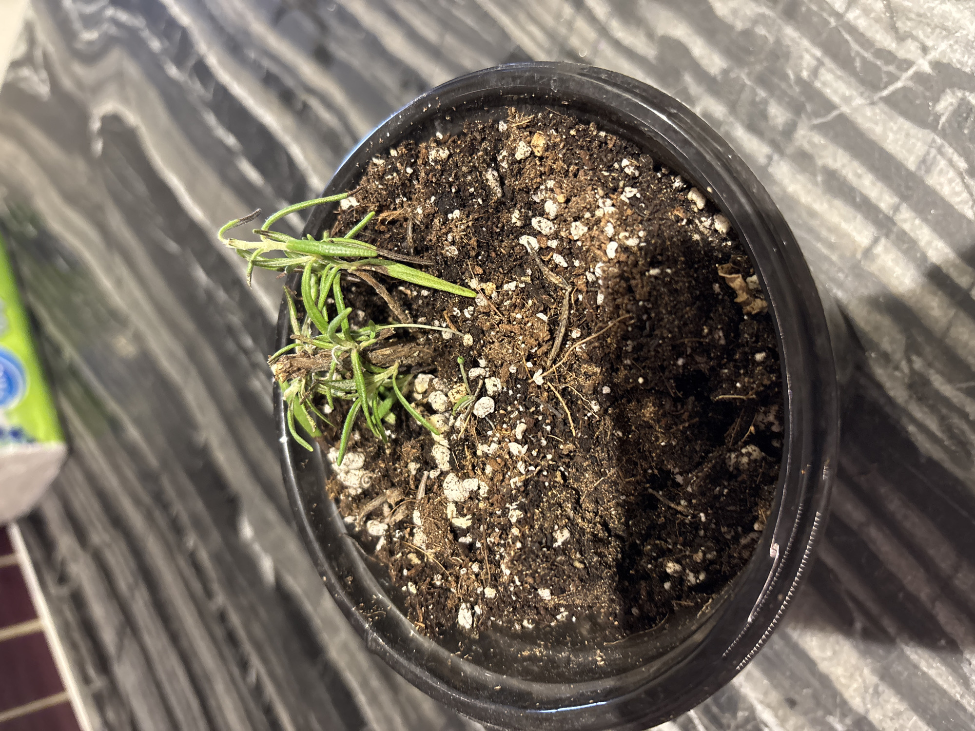 A close-up, top-down view shows a small, unhealthy rosemary plant in a black plastic pot filled with dark soil. The plant has thin, sparse green leaves, with some stems appearing dry and brown. The soil is coarse, with visible white perlite mixed throughout. The pot is placed on a dark, reflective surface with a marbled pattern, possibly a countertop. The background is blurred, showing a hint of a white object with green and blue accents. The scene is indoors. There is no indication of the city of Dubai or the United Arab Emirates.
