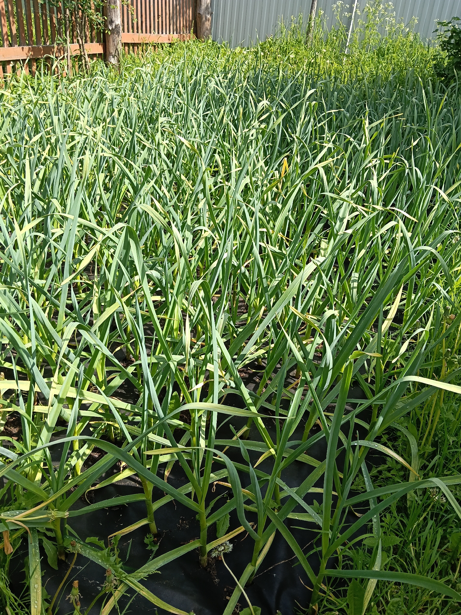 A garden with rows of green plants, likely garlic or a similar crop, growing in a black fabric or plastic mulch. The plants are upright with long, linear leaves. In the background are fences, both wooden and metal. The area appears to be a home garden or small-scale agricultural plot.