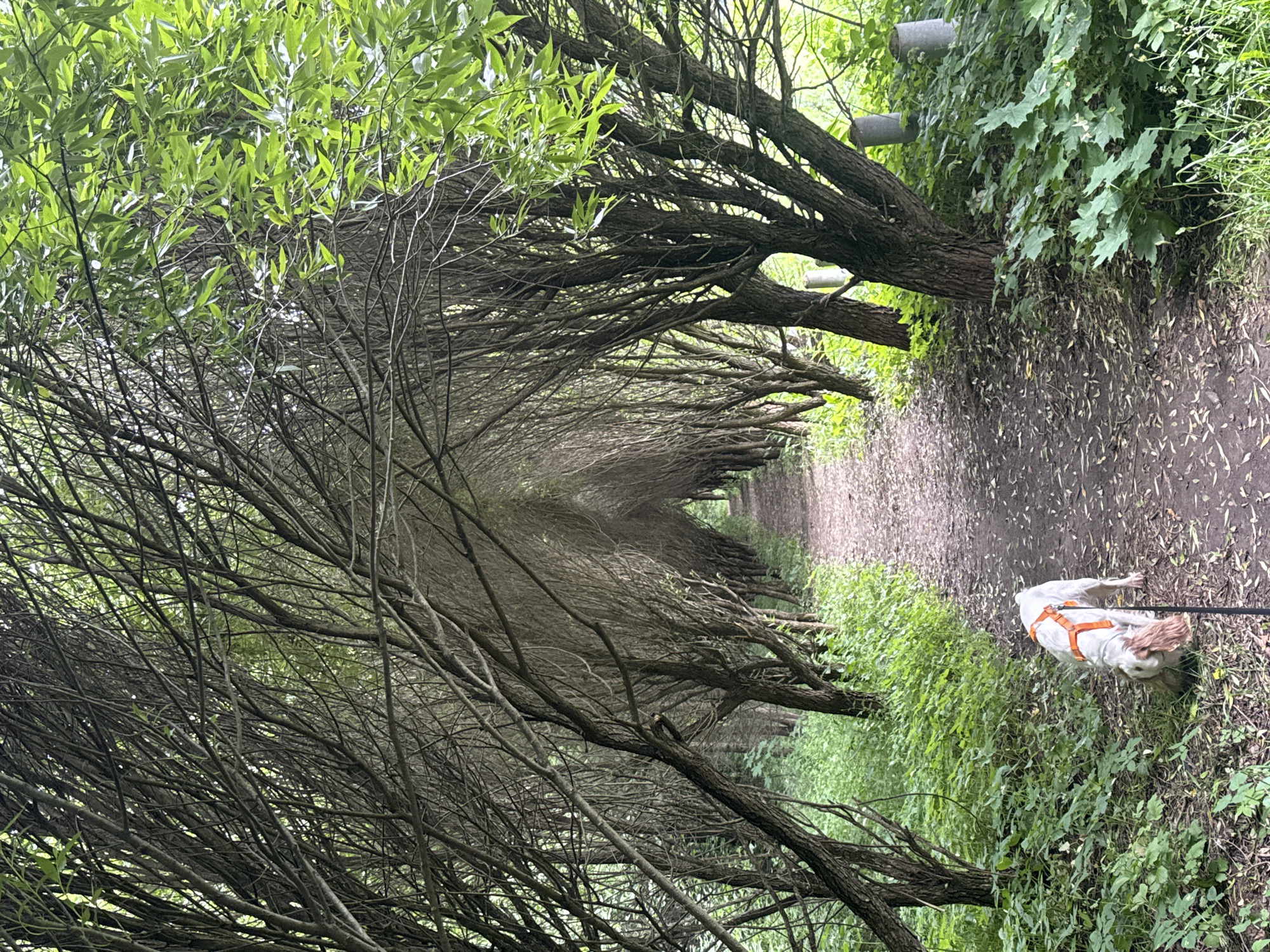 A medium shot captures a dog wearing an orange harness on a dirt path bordered by a dense canopy of trees. The trees on the left are bare with numerous branches creating a tunnel effect, while the trees on the right have green leaves. The dog is white with tan markings and is sniffing the ground. The path is covered in fallen leaves and stretches into the distance, framed by the tree branches. The scene appears to be in a park or natural area, possibly in Moscow, Russia.