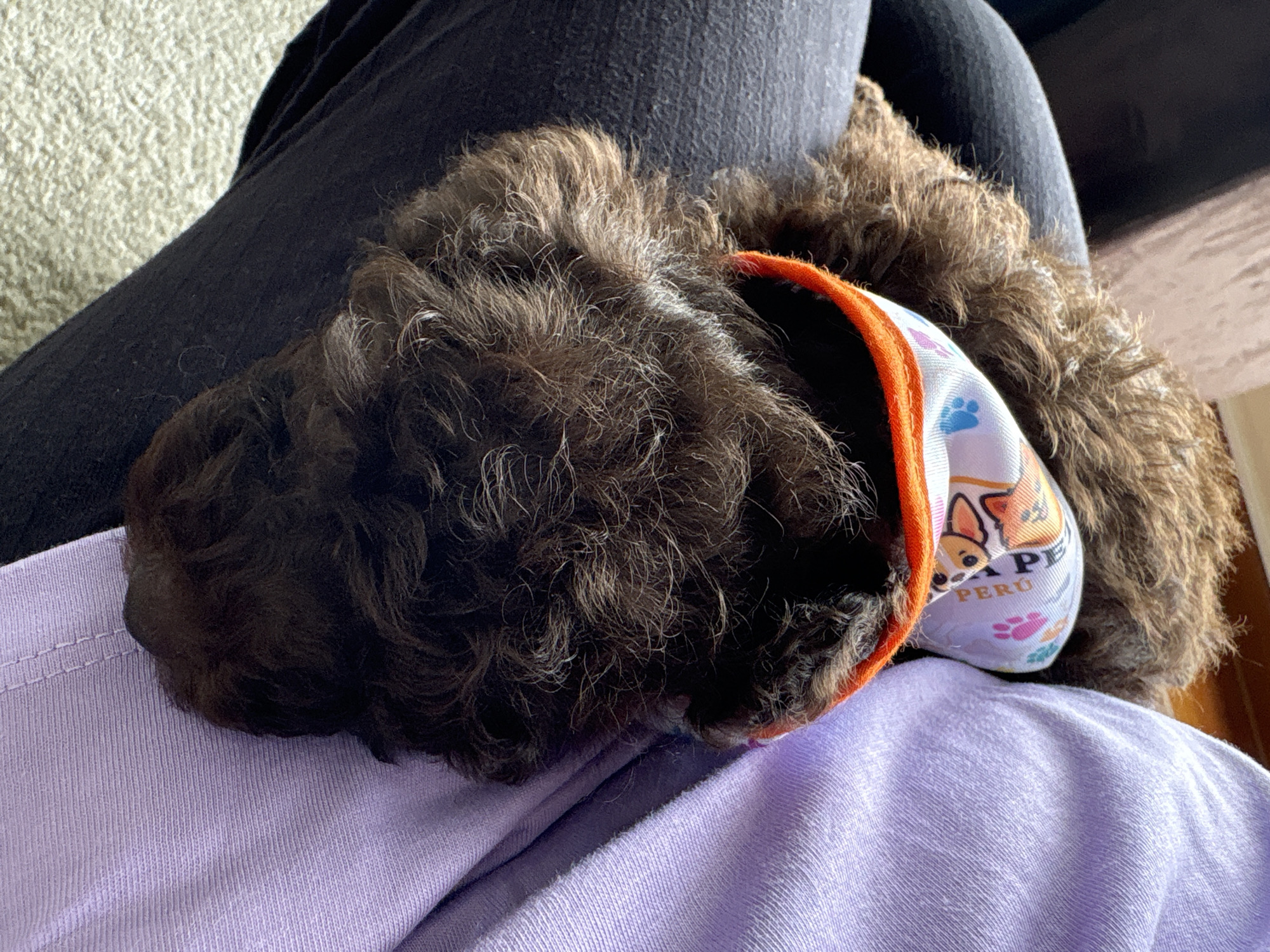 A close-up shot focuses on a brown, curly-haired dog lying on a person's lap. The dog wears a bandana featuring Corgi dogs and paw prints, with the word "PERU" visible. The person's legs are clad in dark-colored pants, while the dog rests on a lilac-colored shirt. A corner of a carpet can be seen in the background. It is not possible to confirm the location as San Isidro, Peru, based on the visual information provided.