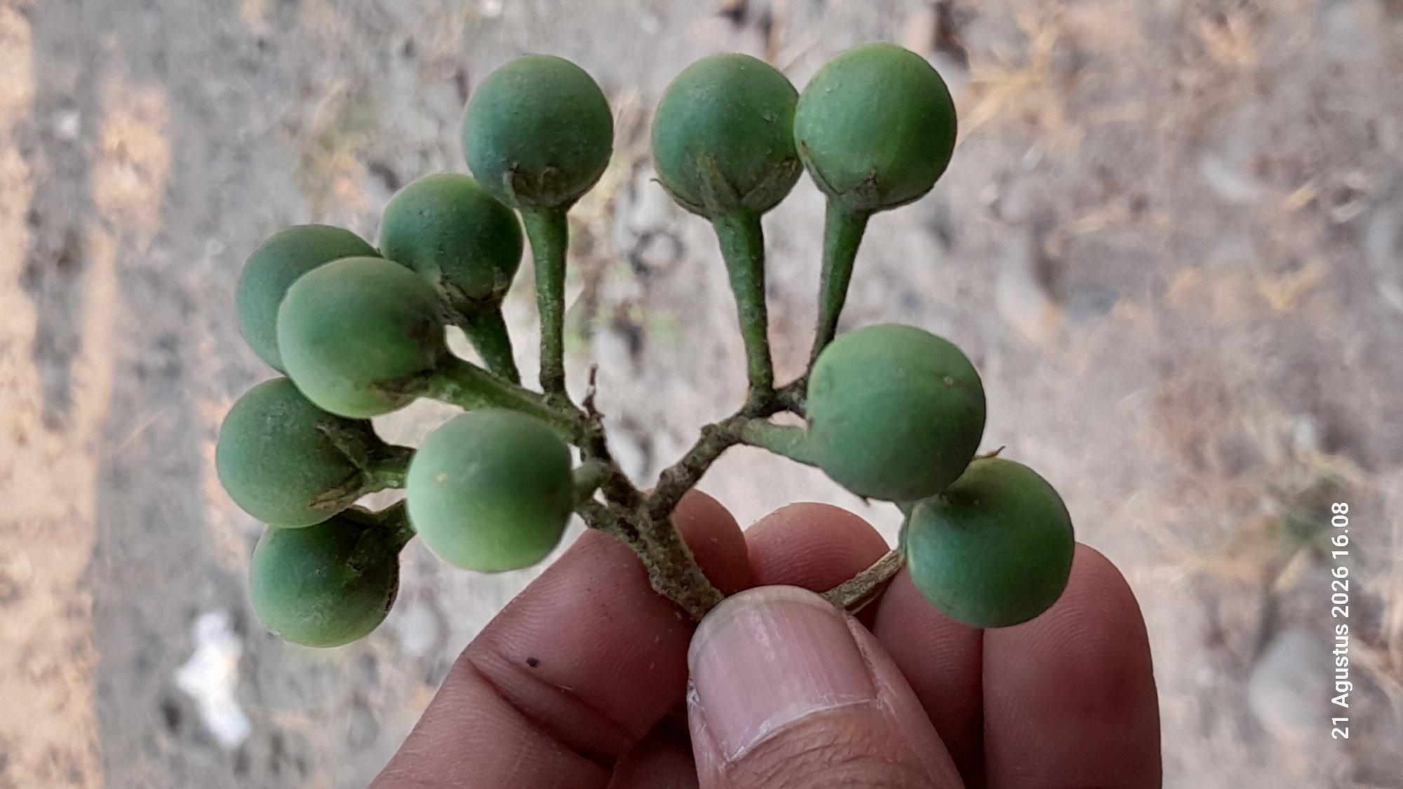 A close-up, overhead shot shows a hand holding a cluster of small, unripe, green berries on a branched stem. The berries are round and vary slightly in size. The stem is textured and appears woody. The background is out of focus and shows a dry, sandy ground with some sparse vegetation and debris. A timestamp "21 Agustus 2026 16.08" is visible in the bottom left corner of the image. The location is identified as Takeran, Indonesia.