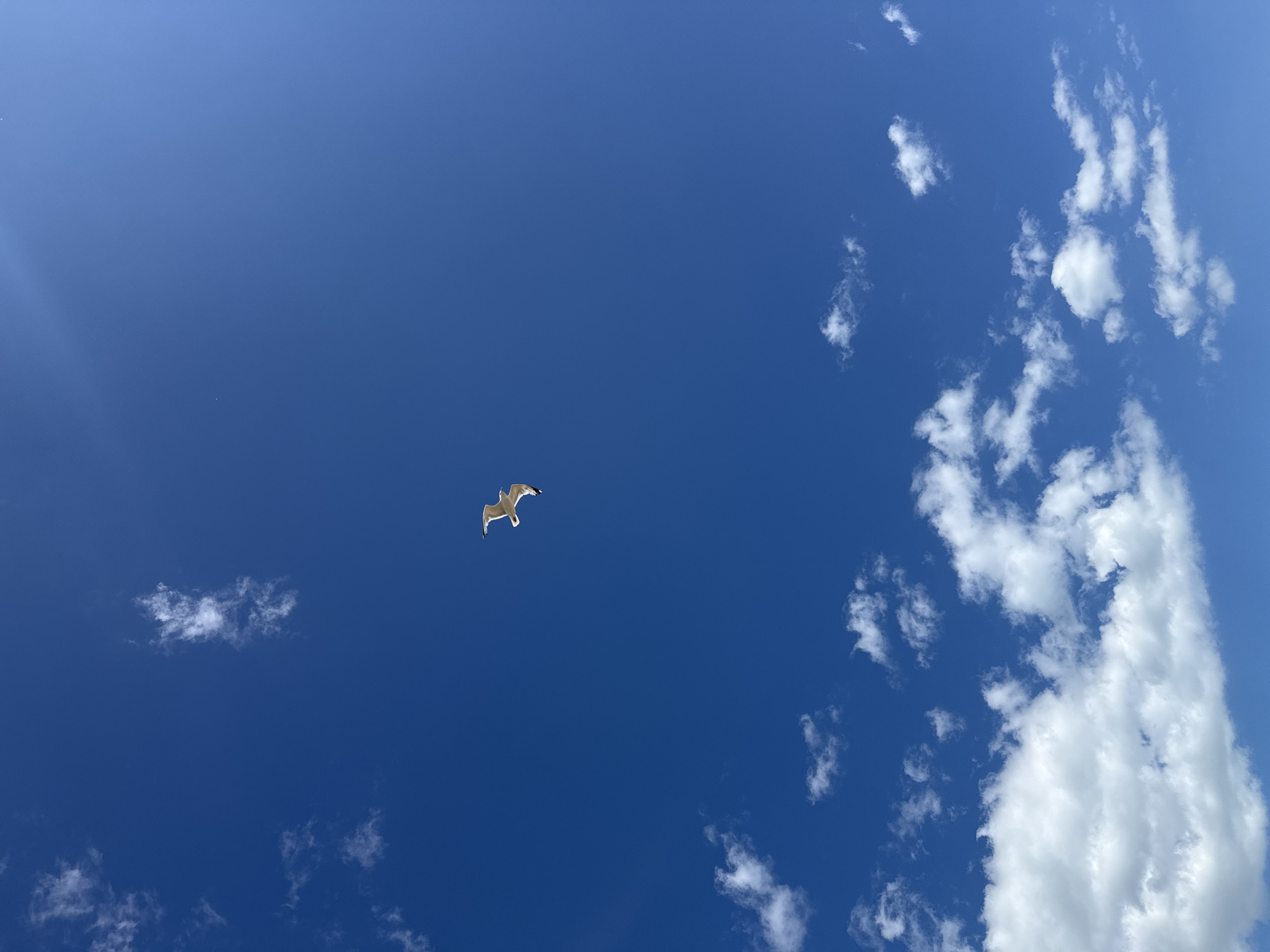 A solitary seagull is captured mid-flight against a vibrant, clear blue sky. The bird is positioned in the upper right quadrant of the frame, its wings outstretched as if soaring. Scattered across the sky are wispy white clouds, predominantly in the lower portion of the image, creating a contrast with the deep blue expanse. The lighting suggests it is daytime, with the sun likely positioned out of frame or high overhead. The scene is devoid of any terrestrial elements, focusing solely on the bird and the sky. The location is identified as Rother, United Kingdom.