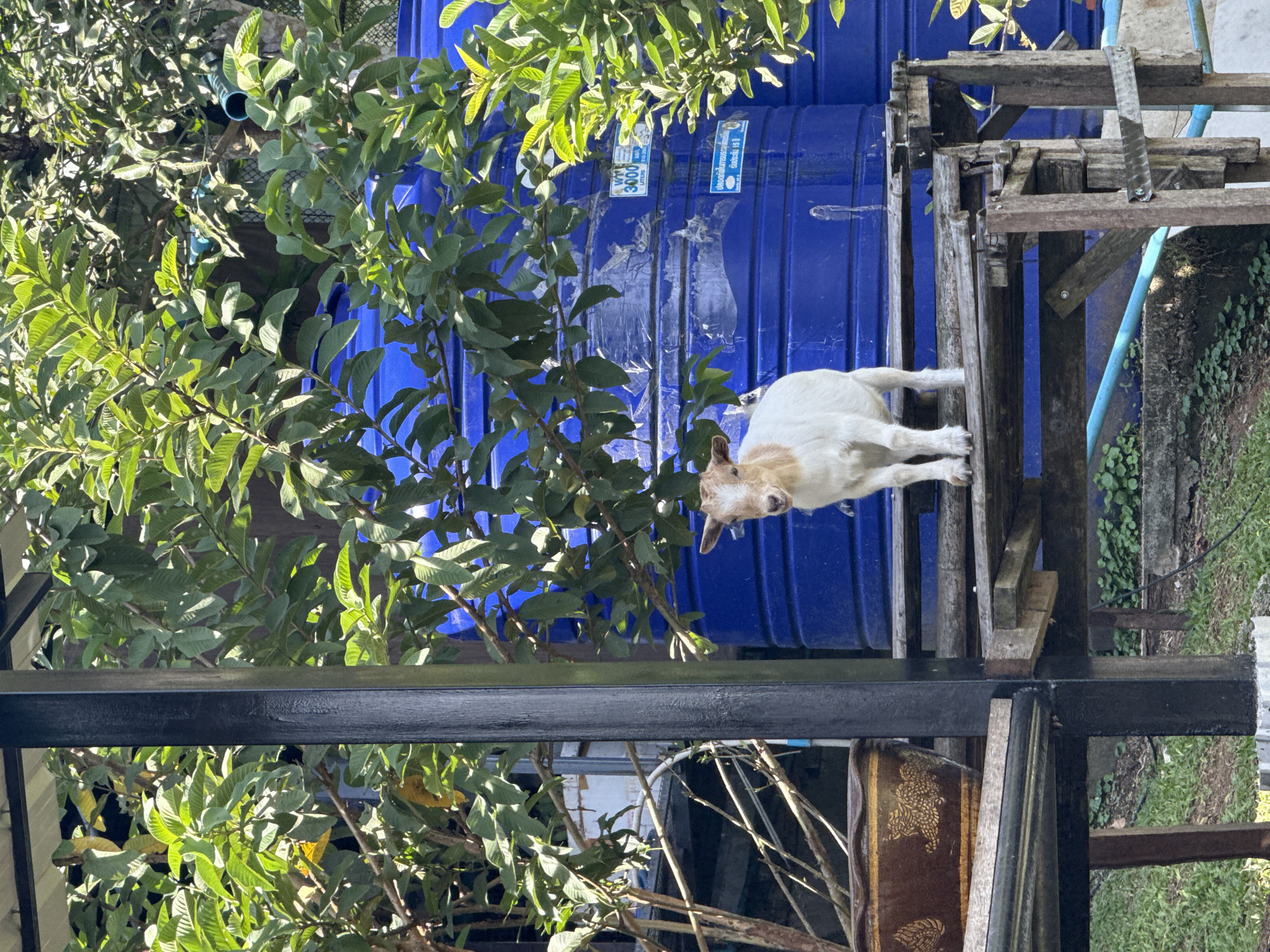 An adult goat with white and brown markings stands on a rustic wooden platform. The goat is facing forward, looking directly at the camera. Behind the goat, two large, bright blue water tanks are visible. Lush green foliage from trees hangs over the scene, with sunlight filtering through the leaves. The platform appears to be constructed from weathered wood, supported by wooden posts. In the foreground, part of another wooden structure and a brown patterned pot are visible. The background shows a grassy area with some concrete structures and further vegetation. The location is identified as a rural area in Ko Samui District, Thailand.