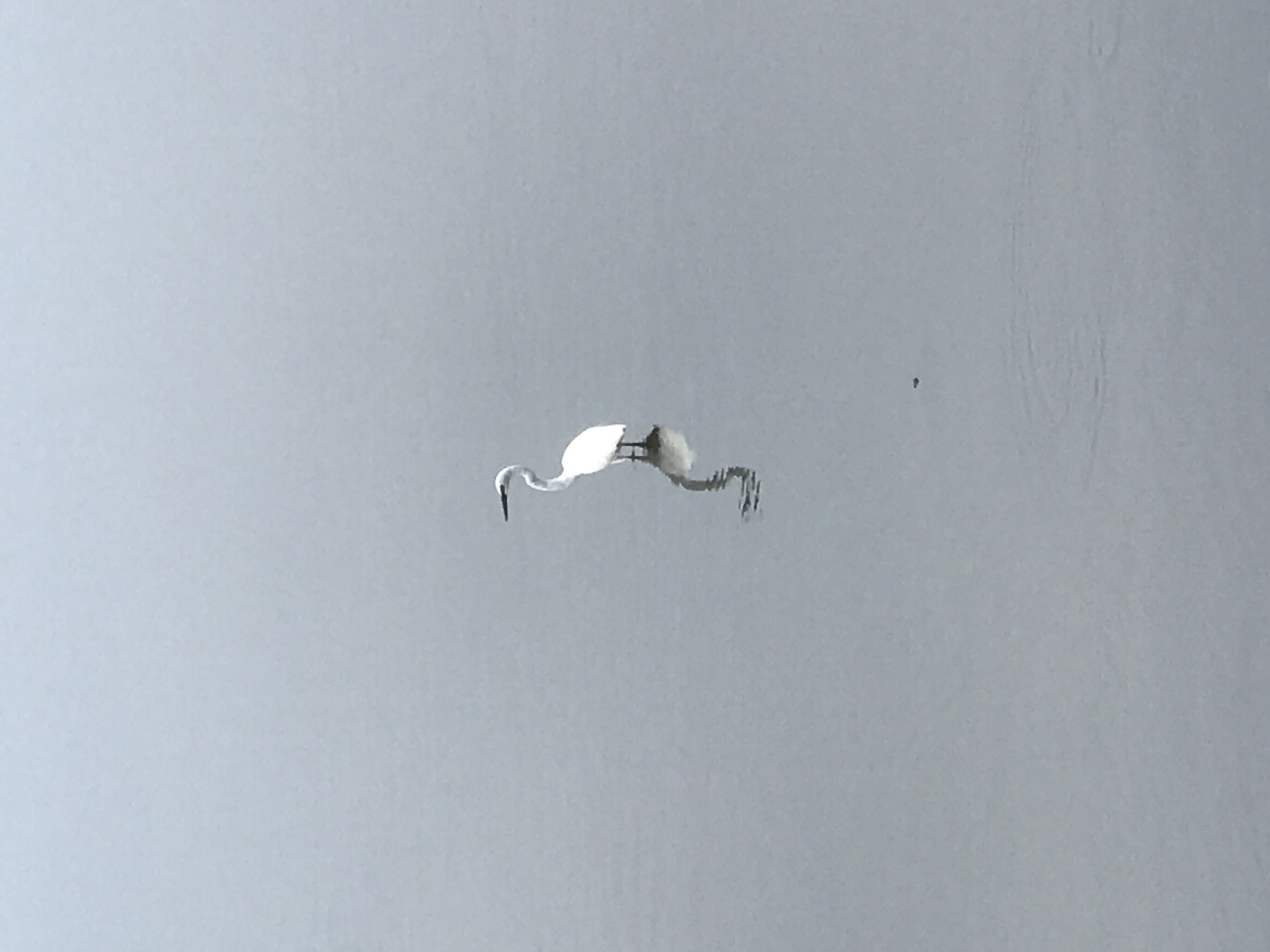 A white bird, possibly a heron or egret, is standing in shallow water. The bird is positioned horizontally in the center of the frame. The environment is muted, with the water and background appearing as a pale gray. There are faint ripples or disturbances in the water near the bird's feet, suggesting it is actively wading or moving. The location is presumed to be in or near Lhokseumawe, Indonesia, based on the prompt. No other objects or people are visible in the image.
