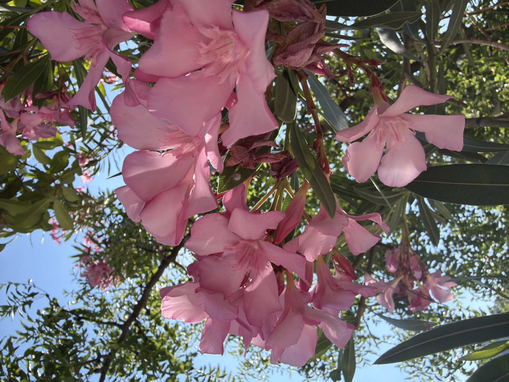 A close-up, low-angle shot captures a cluster of vibrant pink oleander flowers in full bloom against a bright blue sky. The flowers are detailed, with delicate petals and visible stamens. Some dried, brown flowers and seed pods are also present, indicating the cyclical nature of the plant. Lush green leaves of the oleander plant and other surrounding foliage fill the background, with some areas appearing slightly blurred due to the shallow depth of field. The image was taken outdoors in Budva, Montenegro.
