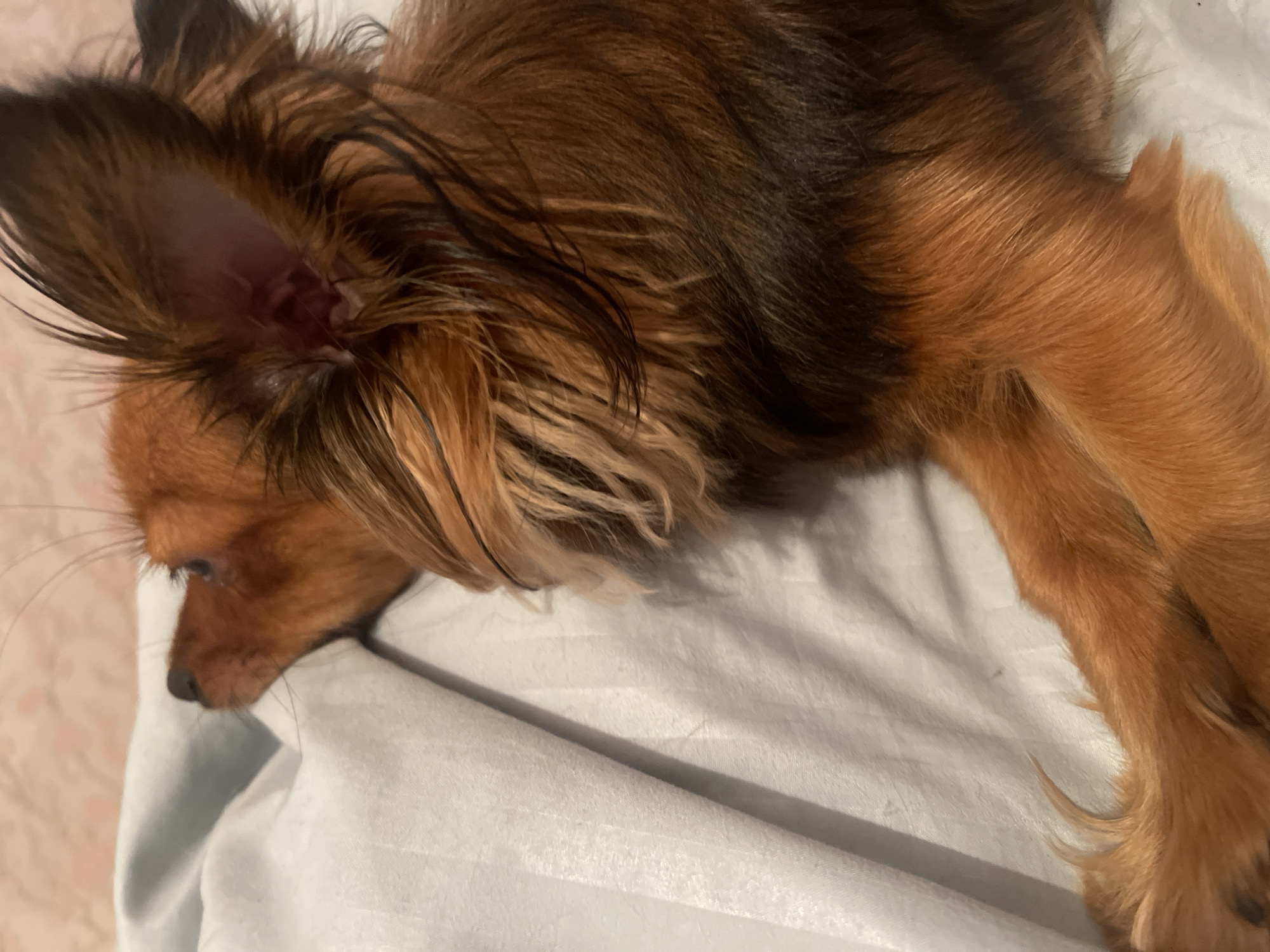 The image shows a close-up of a small, long-haired brown dog lying on a light-colored, textured surface that appears to be bedding. The dog's head is turned to the left, with its nose and snout clearly visible. Its large, upright ears are a prominent feature, with dark brown fur. The dog's fur is a mix of reddish-brown and dark brown, with longer strands around its ears and neck. The background is a soft, pinkish-beige color, possibly a wall or headboard, with subtle texturing. The foreground consists of the dog's paws and the bedding, which has faint vertical lines. There is no visible indication of the location being in the city of Марковский, Russia. The scene is static, with the dog appearing to be resting or sleeping.