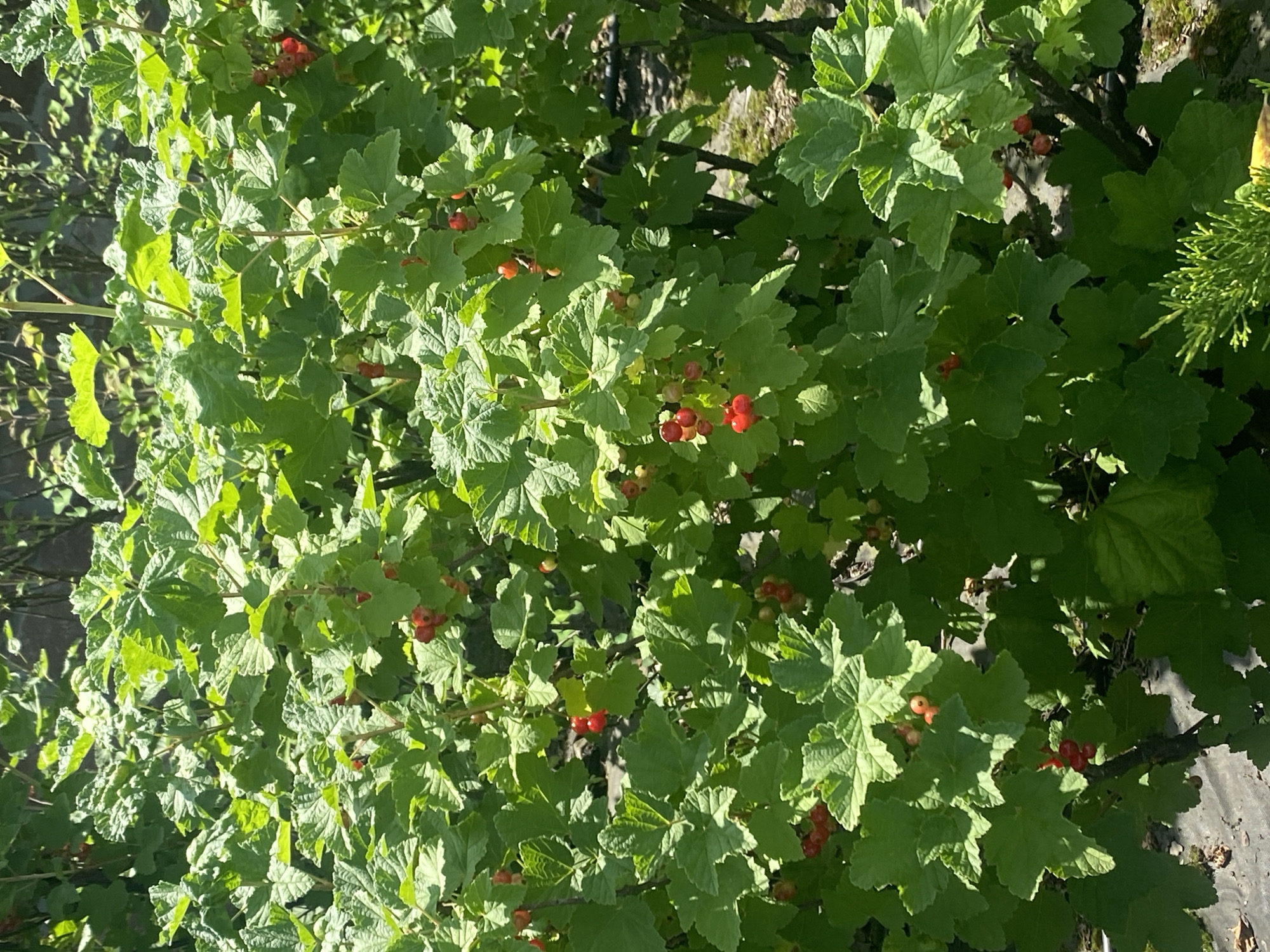 The image shows a close-up view of a red currant bush with bright green leaves and clusters of red berries. The bush is dense and bushy, with some of the branches and darker foliage visible behind the leaves. The lighting suggests it is a sunny day, with sunlight filtering through the leaves and highlighting the berries. The background is blurred, but appears to be a natural outdoor environment. There are no people or animals visible in the image. The location is described as Rozhny, Ukraine.