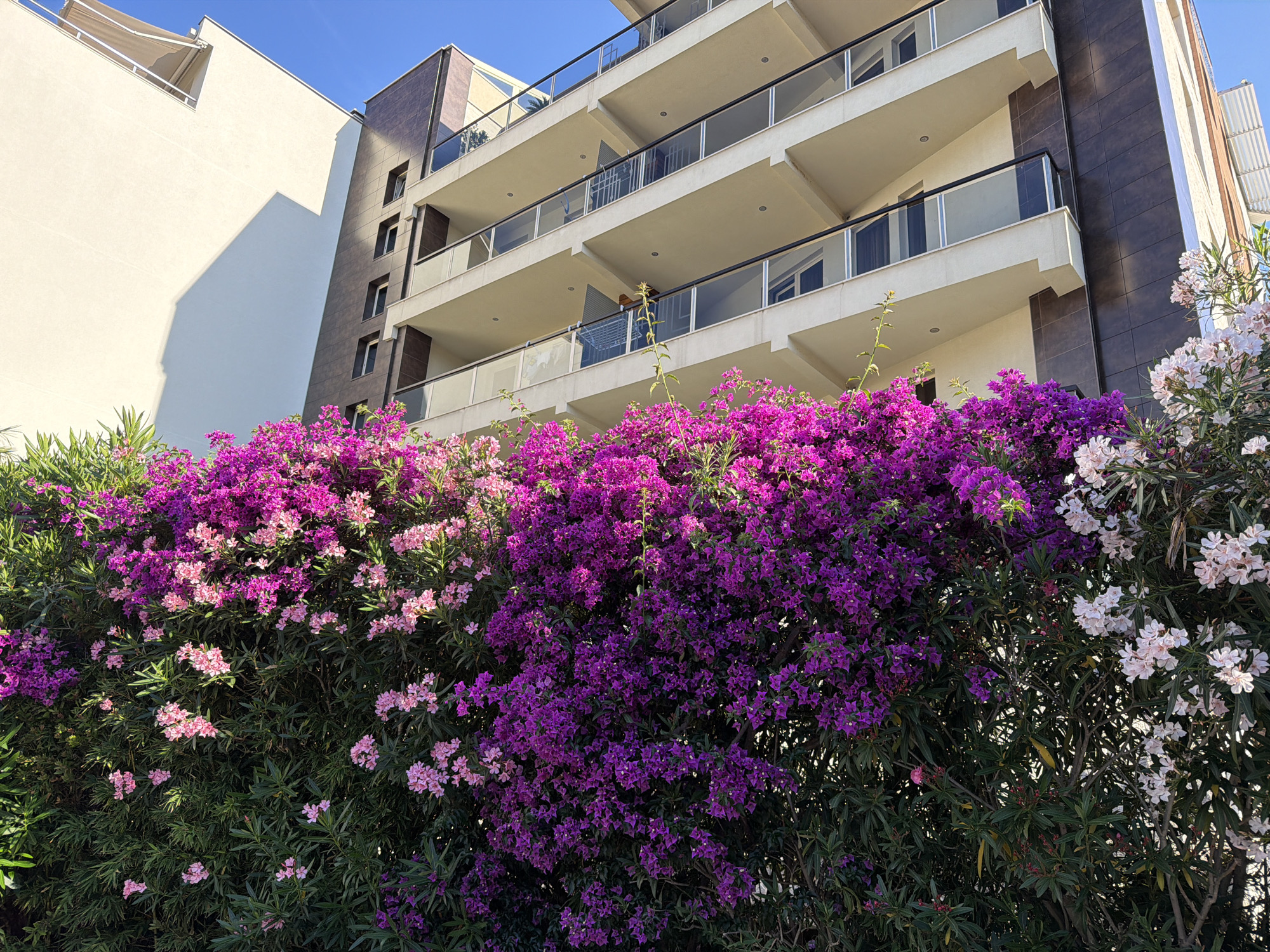 This image, captured in the city of Budva, Montenegro, presents a low-angle view of modern residential architecture partially obscured by dense flowering vegetation under a clear blue sky. The foreground is dominated by a vibrant hedge, primarily composed of Bougainvillea displaying intense magenta and purple blooms, interspersed with lighter pink blossoms and clusters of white and light pink Oleander flowers among dark green foliage. Above the vegetation, two multi-story buildings are visible. The structure on the far left features a plain white facade with a visible awning on its upper level and a distinct diagonal shadow cast upon it. The central building is a contemporary apartment block with at least four visible levels of balconies. These balconies possess light-colored undersides and are equipped with glass railings topped by dark handrails. The building's facade is characterized by a blend of light-toned rendered sections and vertical panels clad in dark brown/grey tiles. Sunlight illuminates the scene from the right, creating strong contrasts and bright highlights. No individuals or specific activities are depicted.