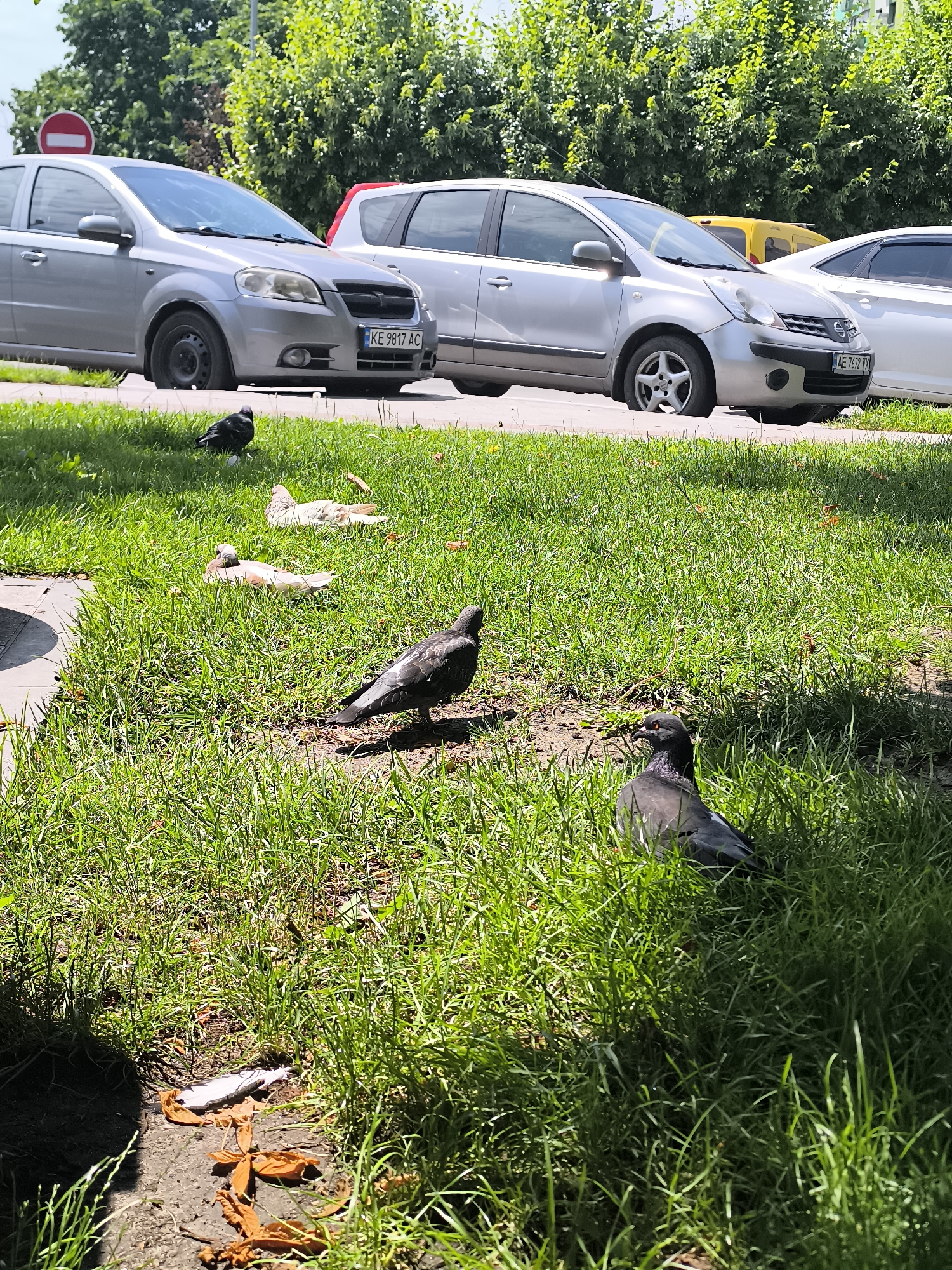 The image shows a sunny day in Dnipro, Ukraine, with several pigeons scattered across a grassy area adjacent to a street. Two silver cars are parked on the street, one with a license plate that reads "KE 9817 AC". One of the cars has a red and white traffic sign behind it. The pigeons are a mix of gray and speckled brown and white. Some are standing, while others are resting on the grass. The time of day appears to be midday, judging by the bright sunlight and the shadows cast by the trees and pigeons. The overall setting is a typical urban environment with vegetation and parked vehicles. There are no people visible in the image.