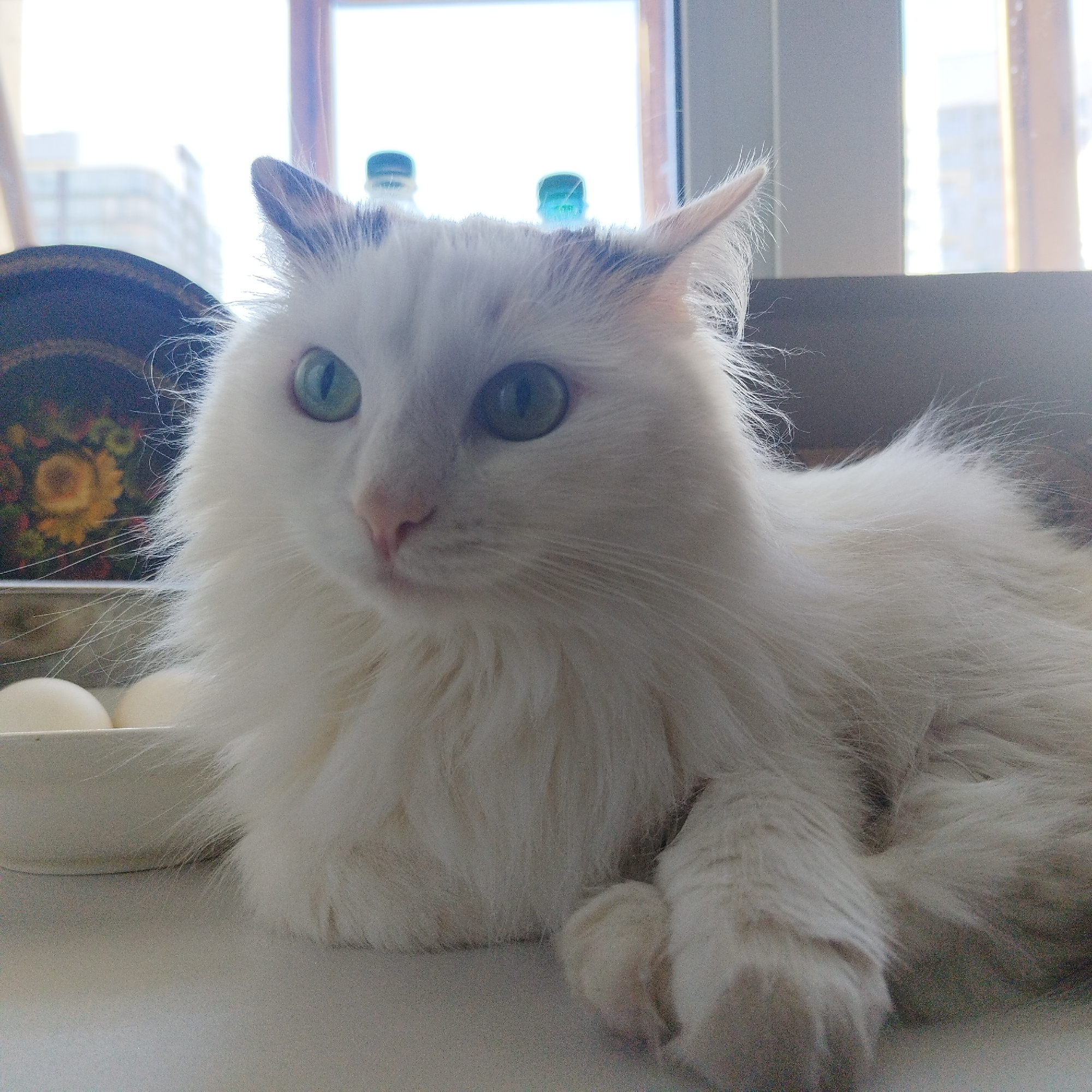 A long-haired white cat with green eyes rests indoors on a white surface. A bowl with white objects is partially visible to the left of the cat. Behind the cat are two bottles. A window is in the background, with the buildings of Yekaterinburg, Russia visible through the window.