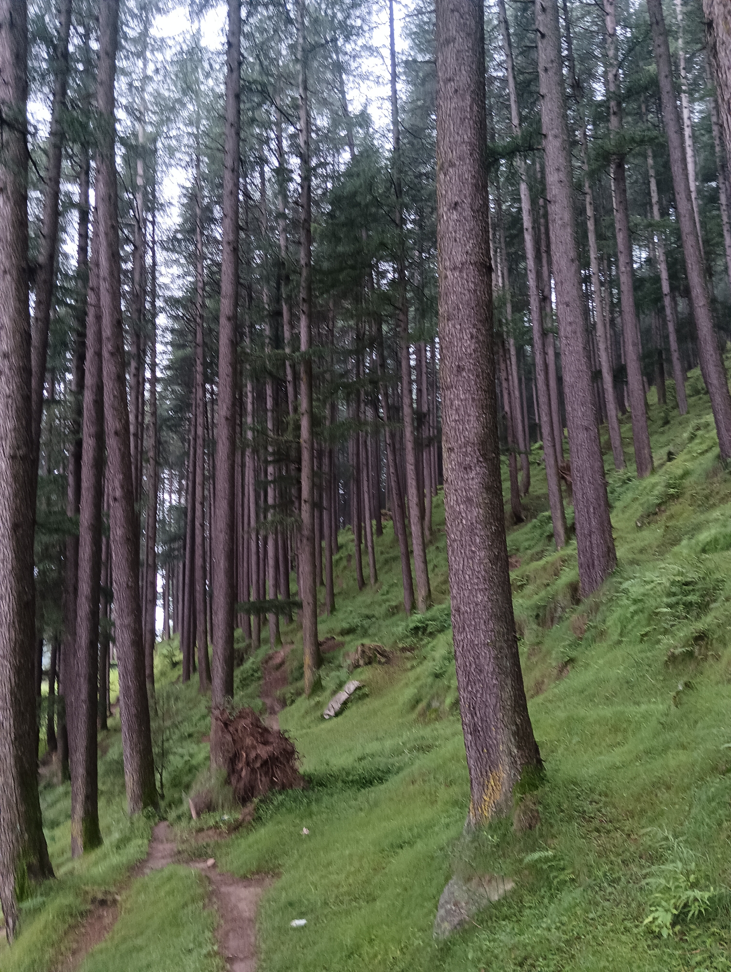 The image captures a dense forest in Chhyal, India, characterized by numerous tall, slender trees with dark bark and green foliage. The ground is covered in lush green grass, with a worn dirt path winding through the trees, indicating a hiking trail. In the foreground, a large fallen tree with exposed roots lies on the side of the path. The overall atmosphere is one of natural wilderness and tranquility, with a slightly overcast sky contributing to the muted lighting.