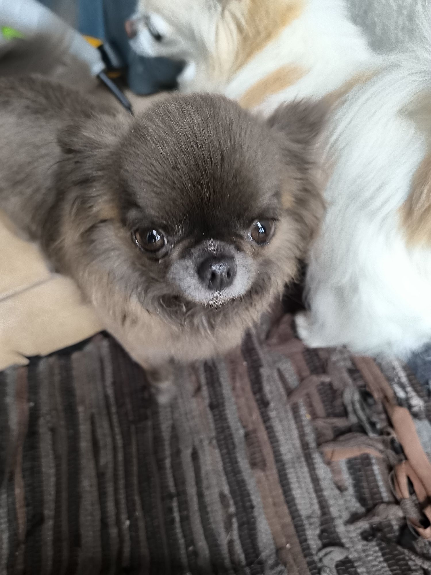 A close-up, high-angle shot shows the head and upper body of a small, brown-furred dog. The dog is looking directly at the camera with its mouth slightly open, revealing its teeth and tongue. Its ears are perked up, and its eyes are wide and brown. A second, larger dog with white and tan fur is visible in the background, partially obscuring the smaller dog. Both dogs are lying on a striped rug that appears to be made of woven fabric. The rug has stripes of various shades of brown, gray, and black. The background is blurred, but it appears to be an indoor setting, possibly a living room. There are no visible signs of activity or interaction beyond the dogs' presence. The image does not provide any information about the city of Klaipėda, Lithuania.