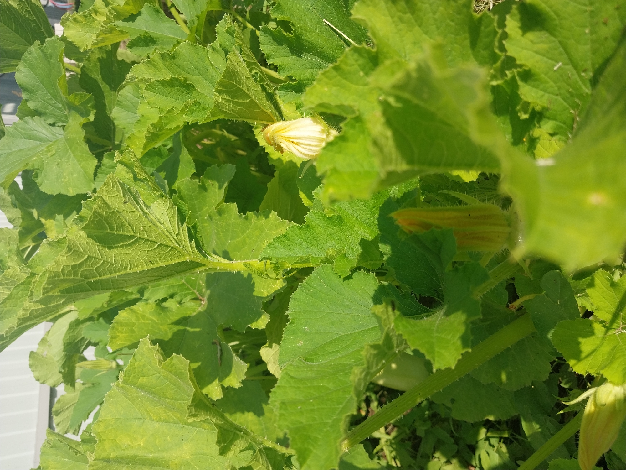 The image shows a close-up view of a zucchini plant with large, green, textured leaves and two yellow zucchini blossoms. One blossom is partially open and is located towards the center-right of the frame, while another unopened blossom is visible in the lower-left corner. The plant is growing outdoors, with a hint of a white fence or building in the upper left background and some other green foliage and possibly soil visible beneath the zucchini plant. The scene is well-lit by natural sunlight, casting shadows on the leaves and highlighting the veins and texture. No people or animals are visible in the image. The location is Nizhneye Myachkovo, Russia.