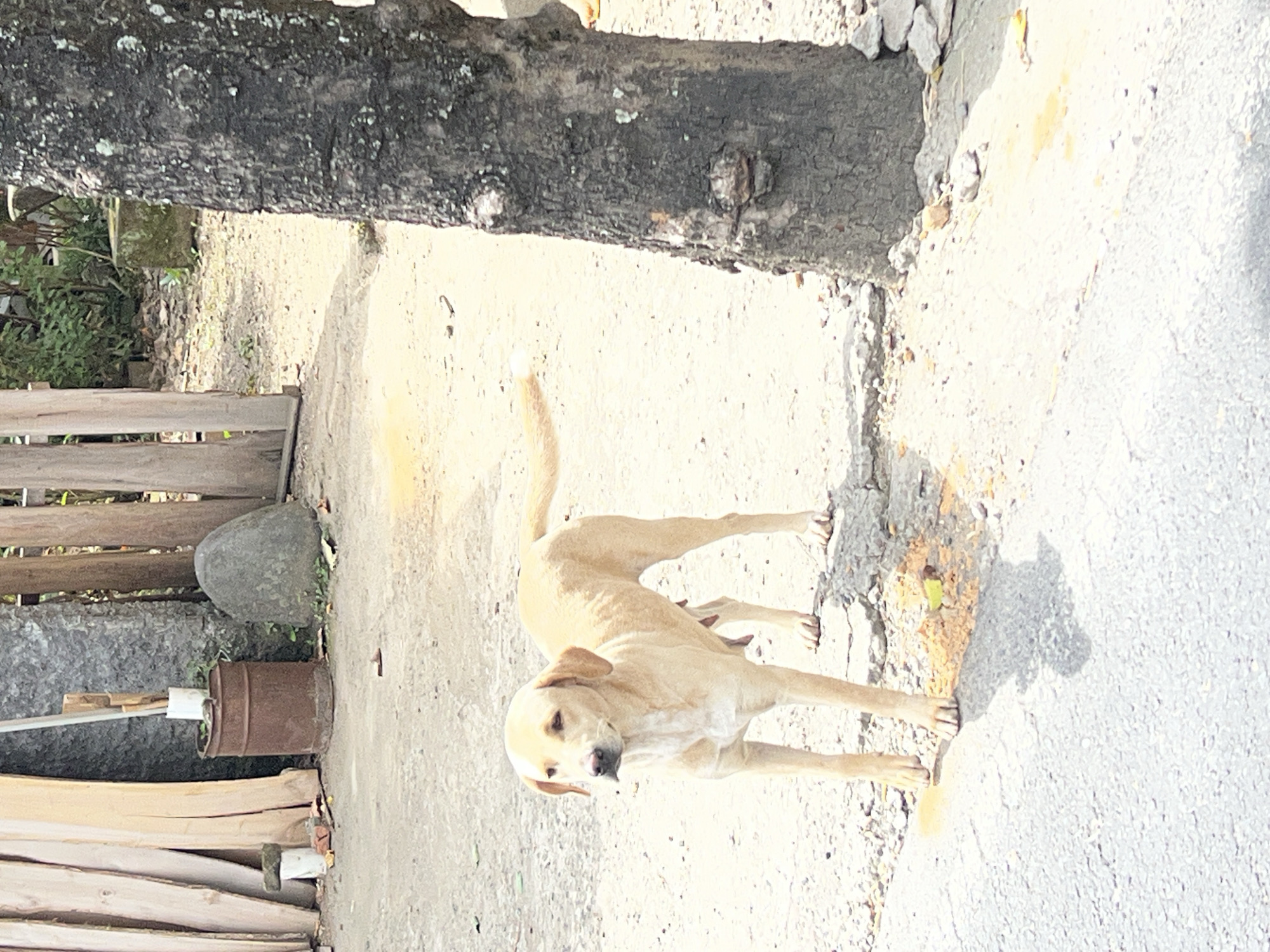 A medium-sized, tan-colored dog stands in a dirt and gravel area next to a paved road, with a large tree trunk to its right. The dog is facing left, with its head slightly turned towards the camera. Its tail is held out behind it, and its body is angled slightly. The background shows stacks of lumber, a rusted barrel, a large grey rock, and vegetation. The lighting suggests it is daytime, with some shadows cast on the ground. The scene appears to be an outdoor, semi-rural or undeveloped area.