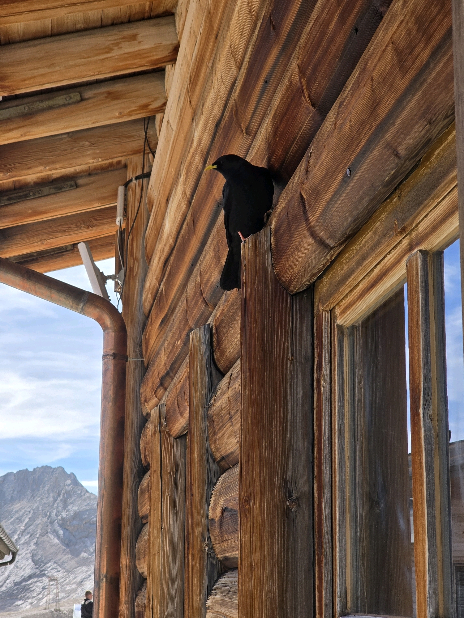 A black bird with a yellow beak is perched on the wooden exterior of a rustic building. The building appears to be a log cabin, constructed from thick, weathered logs. A copper downspout runs vertically down the side of the building, and the roof is also made of wood. In the background, a majestic mountain range is visible under a bright blue sky. The scene suggests a remote, possibly mountainous location, consistent with Garmisch-Partenkirchen, Germany, known for its Alpine landscape and traditional wooden architecture. The bird's presence suggests it is comfortable in its environment, possibly a common sight in this area.
