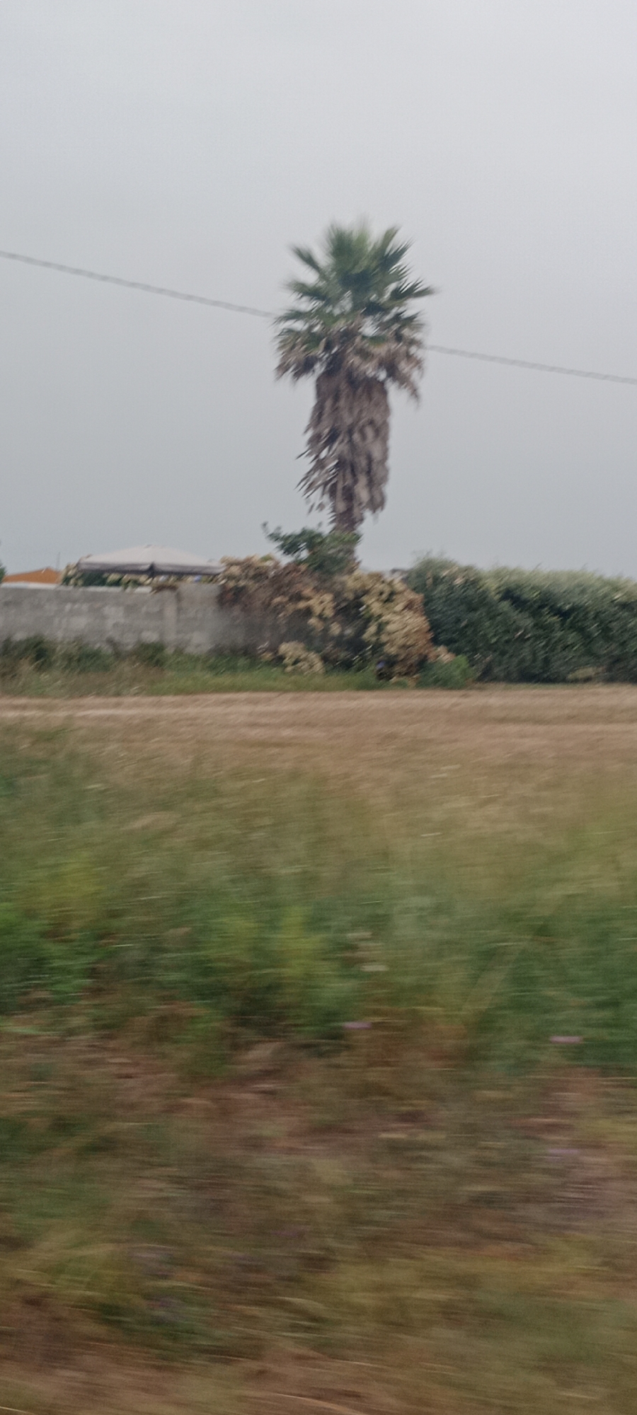 A solitary palm tree stands tall against an overcast sky, its fronds blurred by motion. Below the tree, a low concrete wall borders a field of dry grass and greenery, also blurred, suggesting movement. Beyond the wall, a structure with a light-colored roof is partially visible, along with a dense hedge. The scene appears to be a rural or semi-rural area, possibly on the outskirts of A Rochela, Spain, characterized by a muted color palette and a sense of transient observation. There are no people visible in the image.