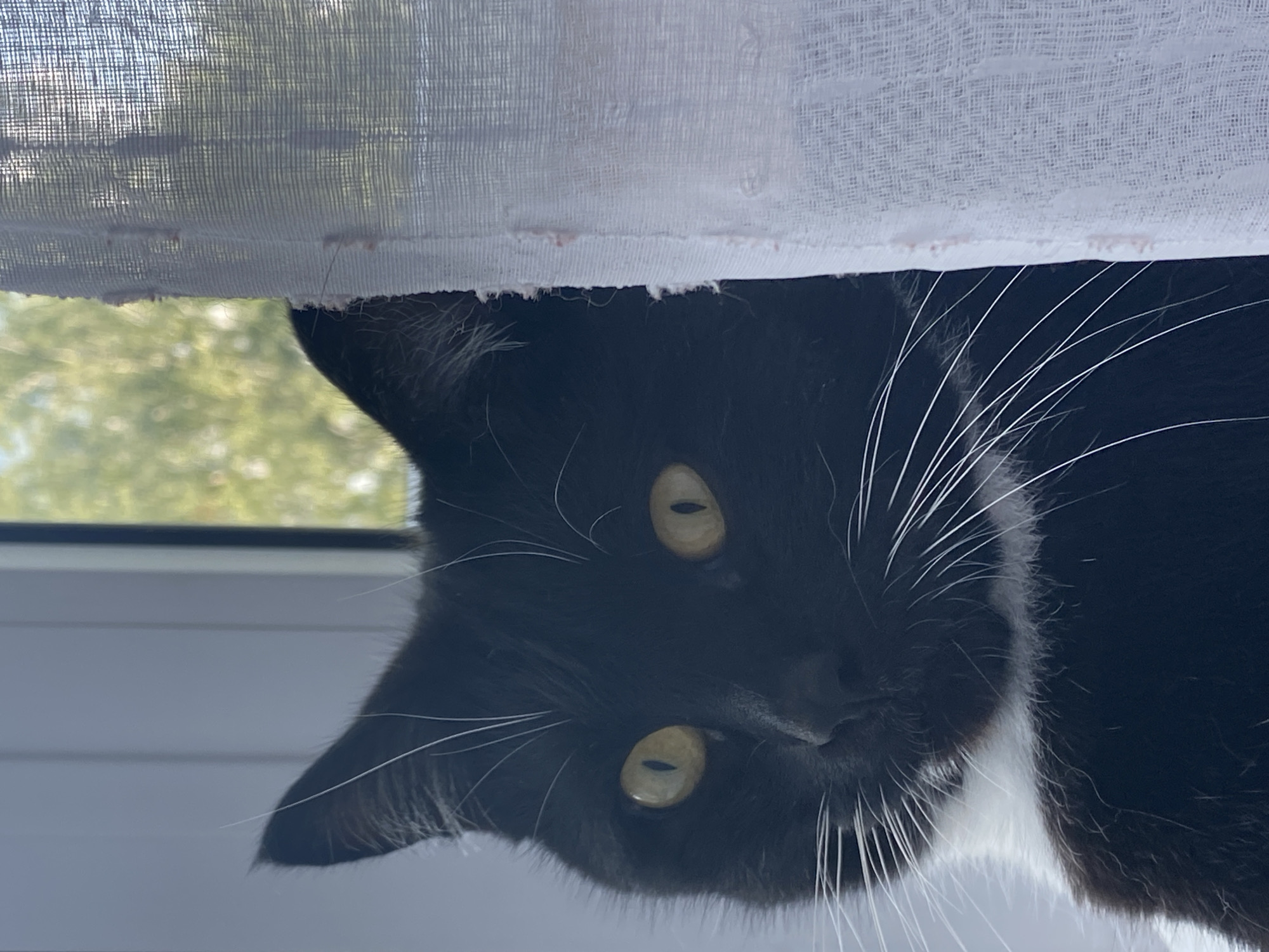 A black and white cat with yellow eyes is peeking out from behind a sheer white curtain. The cat is positioned on the left side of the frame, its face looking directly at the camera. Its body extends to the left and down, disappearing out of view. The curtain is on the right side of the frame, covering a portion of the cat and the background. The background consists of a window with vertical blinds and blurred greenery visible through the window, suggesting an outdoor environment. The scene appears to be indoors, near a window. The image does not contain any information about the city of Chaikovsky, Russia.
