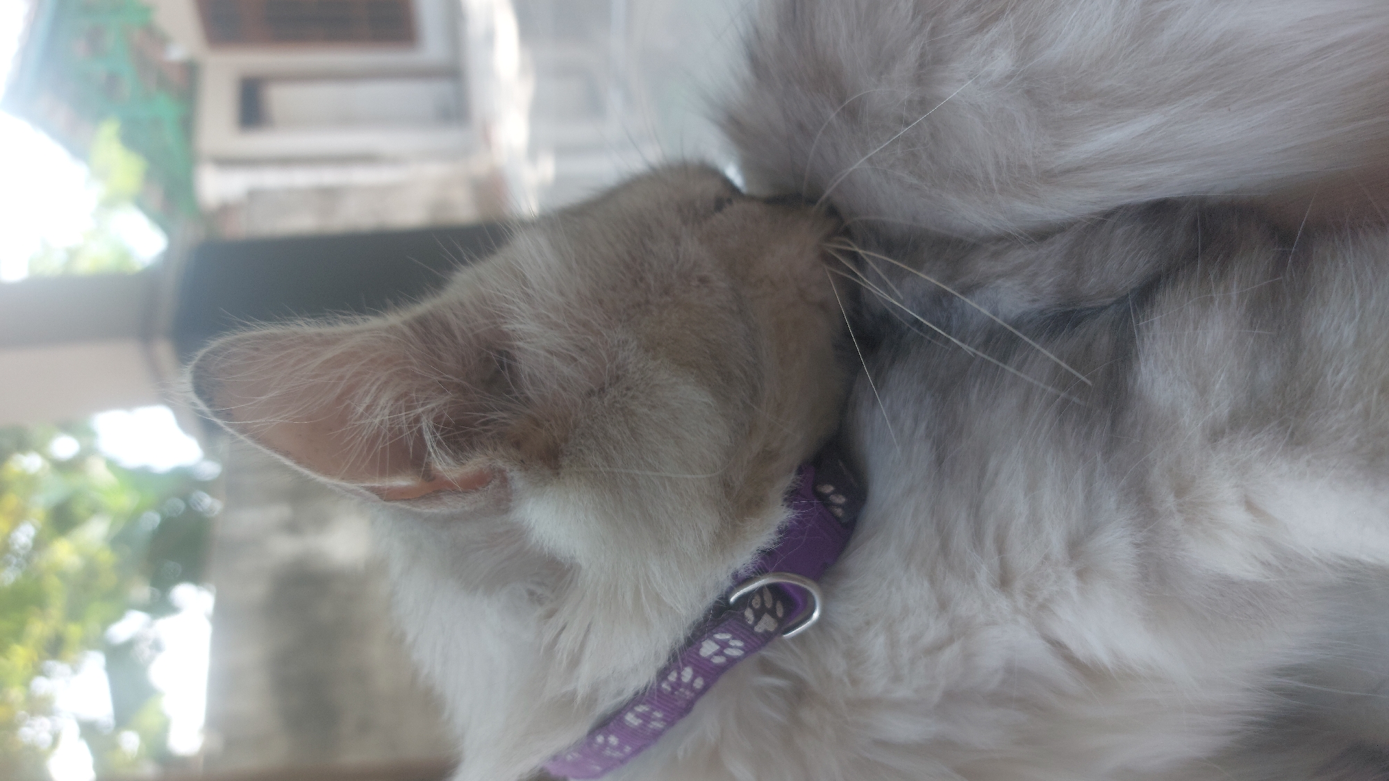 A close-up, side-view of a fluffy, light gray cat is captured in the image. The cat is wearing a purple collar with a paw print pattern and a small metal ring. Its head is bowed, with its face partially obscured as it appears to be grooming or resting its head on its body. The background is blurred, suggesting an outdoor setting with some foliage and structures that may indicate a residential area in Jatirogo, Indonesia. The lighting suggests it is daytime.