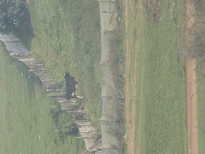 This image displays a rural landscape situated within the city of Ameur, Morocco. A single Holstein-Friesian cow, primarily black with white markings on its underbelly and legs, stands on a grassy incline in the mid-ground, facing right. An ear tag is discernible on the cow's left ear. Behind the cow, a makeshift fence, constructed from wooden posts and a light-colored netting material, diagonally ascends from the lower-left to the upper-right, dividing the grassy terrain. A secondary, less defined barrier, formed by a horizontal accumulation of branches and brush, is present in the mid-ground. The environment consists of green pastureland interspersed with patches of exposed brown earth and sparse vegetation. Trees are visible in the upper-right portion of the frame, while out-of-focus vegetation occupies the lower foreground. The scene is illuminated by diffuse ambient light.