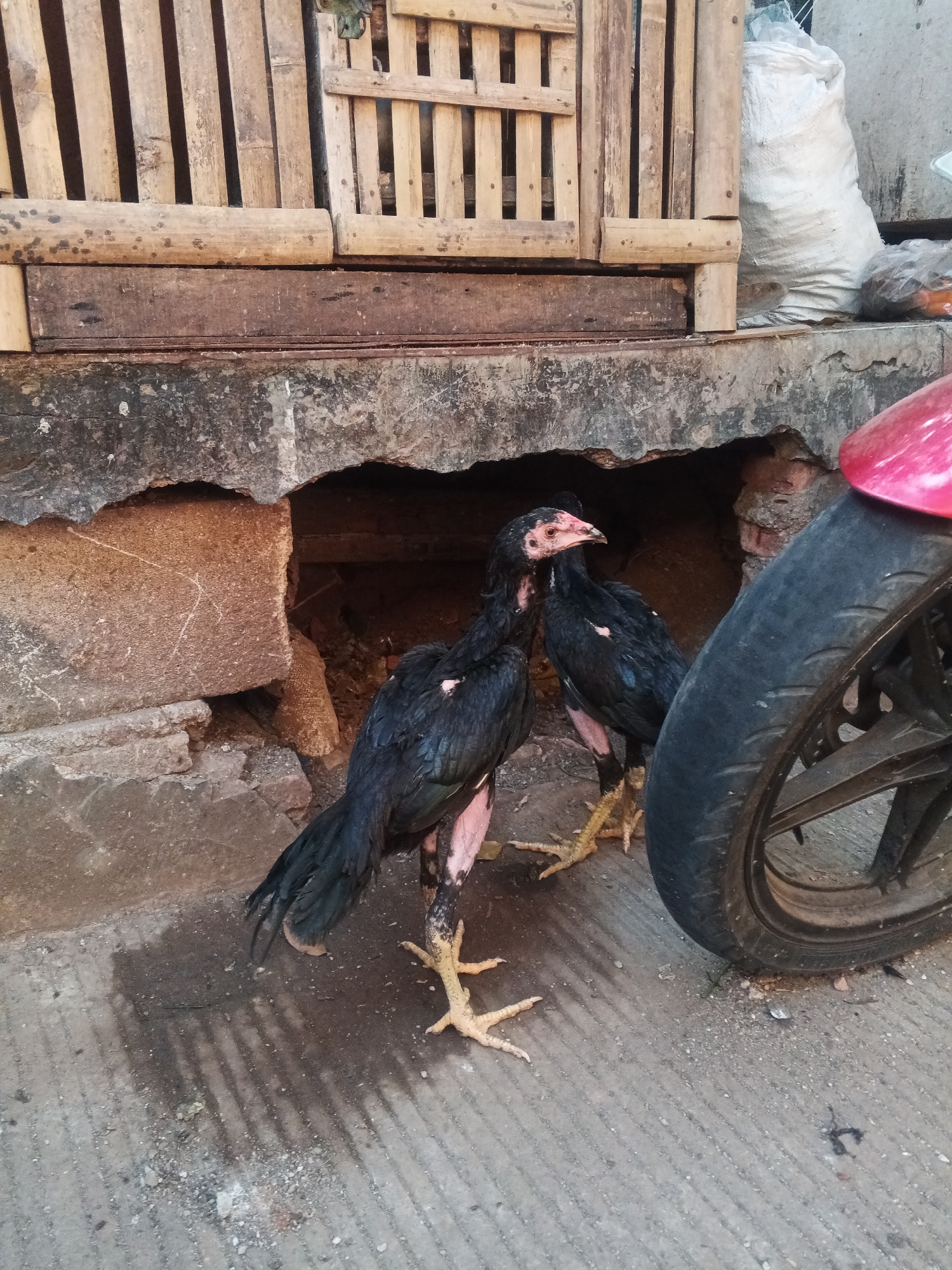 The image depicts two black chickens standing on a concrete ground near a partially damaged concrete structure with a bamboo enclosure above. A portion of a red motorcycle, including its wheel, is visible on the right side of the frame. The scene appears to be outdoors, possibly in an alleyway or the vicinity of a residence, given the presence of the bamboo enclosure and the white woven bag in the background. The chickens have distinct pinkish legs and visible claws. The overall environment suggests a rustic or less-maintained urban setting. The location is specified as West Jakarta, Indonesia.