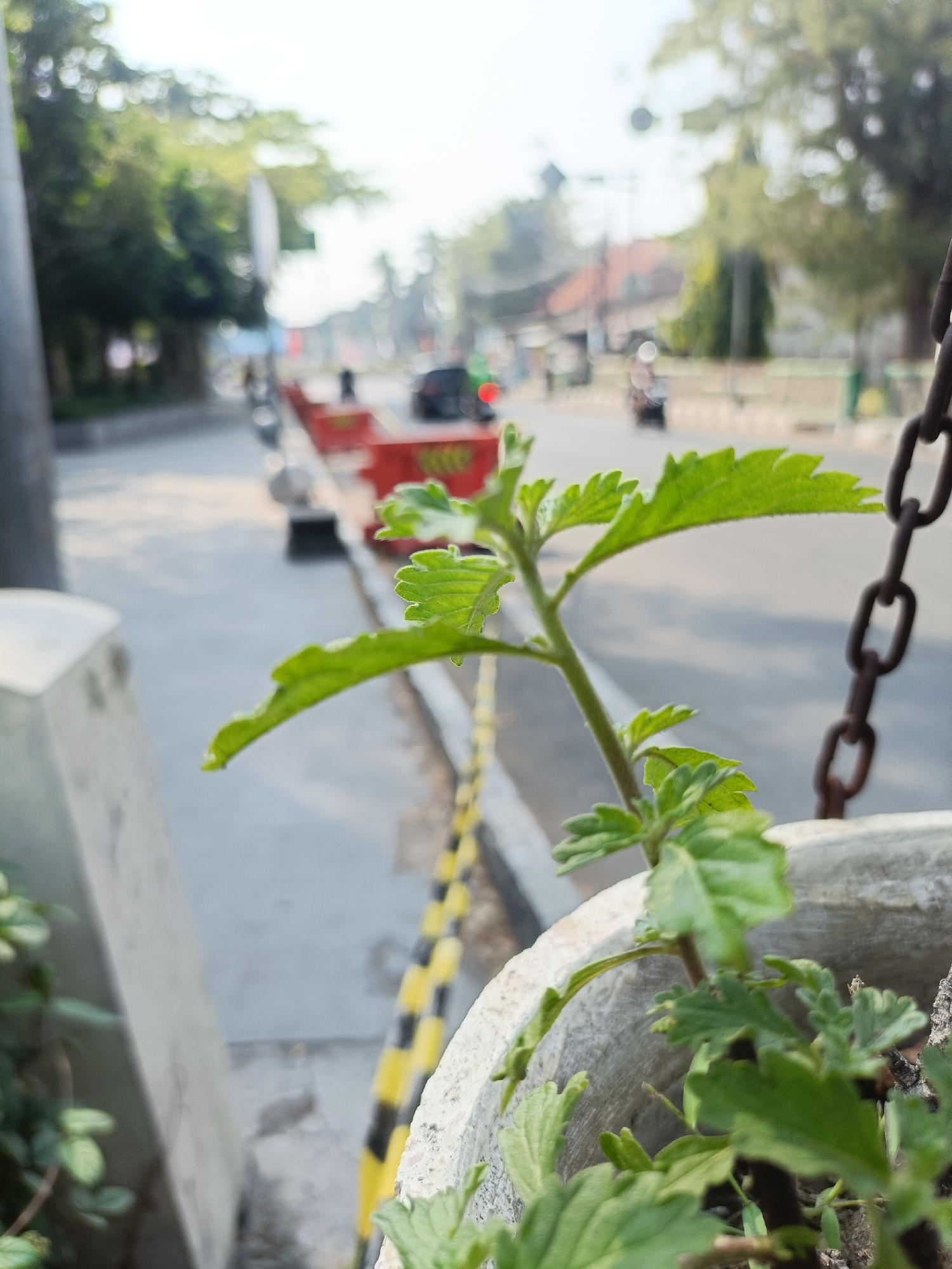 The image shows a close-up of a green plant with serrated leaves, growing in a concrete planter. The planter is on the side of a road, with a chain hanging down from the right edge of the frame. In the background, out of focus, is a street with traffic, including vehicles and motorcycles. There are also some buildings and trees visible. The overall scene suggests an urban environment. Based on the typical roadside vegetation and urban layout, this could be a street in Kediri City, Indonesia.