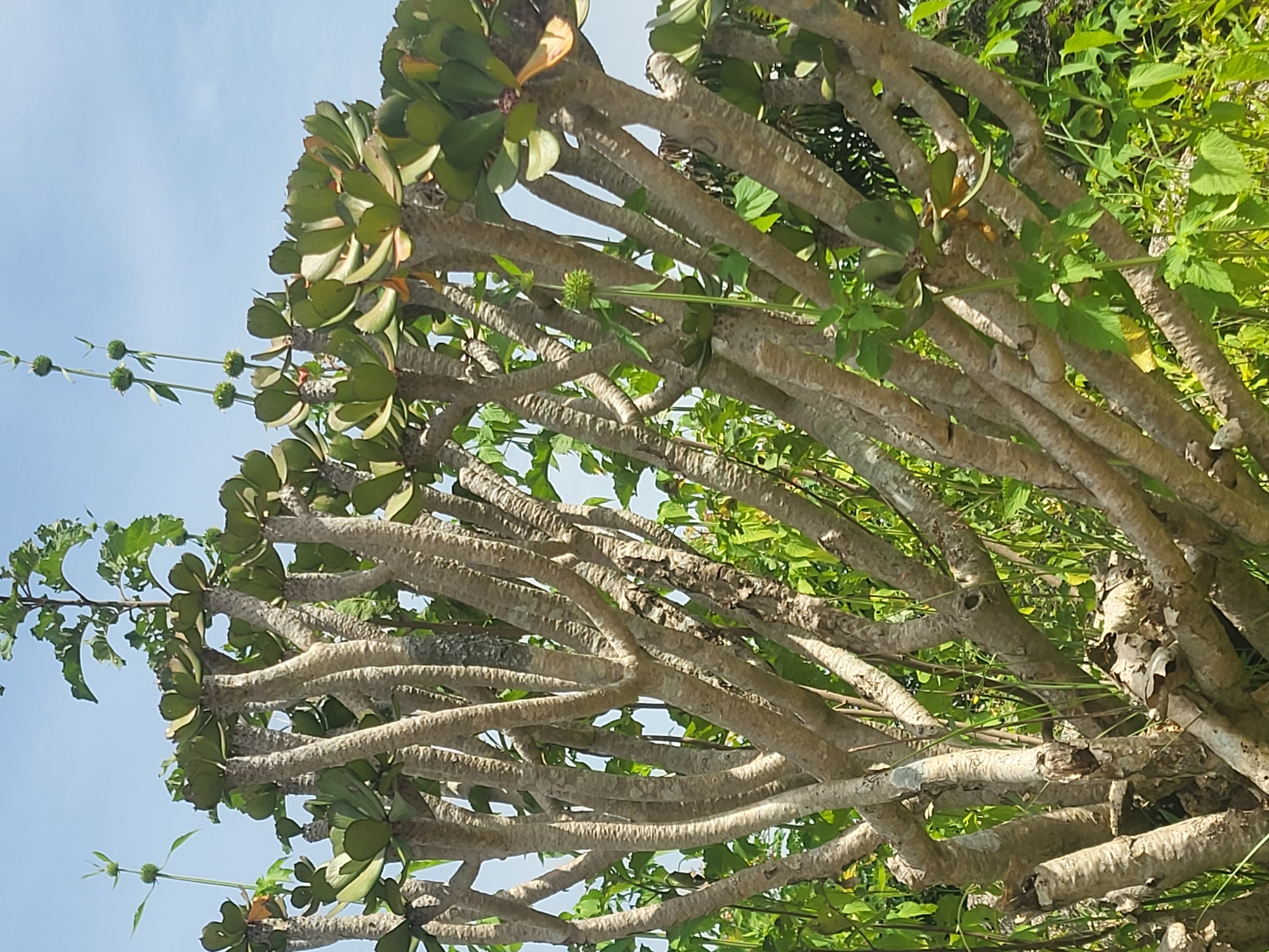 A close-up, eye-level outdoor shot captures the thick, branching trunk of a large succulent plant, possibly an Aeonium arboreum, against a bright blue sky. The trunk is a light, grayish-brown, with a rough, textured bark. Numerous branches extend outwards, some thicker than others, creating a dense, tangled structure. At the tips of many branches, rosettes of thick, fleshy, green leaves are visible, some with reddish edges. In the background, lush green foliage of other plants forms a dense, slightly blurred layer, suggesting an overgrown garden or natural environment. Thin, green stalks with small, spherical green buds emerge from some of the upper branches, reaching towards the sky. The image was taken in the city of Barakin Akawo, Nigeria.