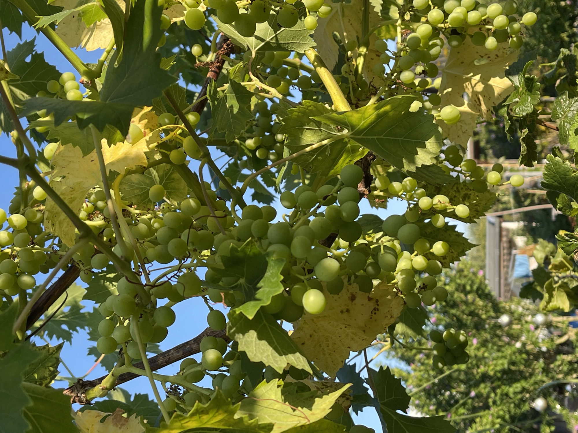 This is a close-up, eye-level, outdoor shot of a grapevine laden with unripe green grapes, set against a bright blue sky. The grapes are clustered together on vines, with some individual grapes clearly visible. Large green leaves, some showing yellowing and browning, are interspersed among the fruit, indicating the stage of the growing season. The sunlight casts shadows and highlights on the leaves and grapes, suggesting a sunny day. In the background, out of focus, is a garden scene with lush green foliage, hints of pink flowers, and some outbuildings that appear to be part of a residential property. The overall impression is one of natural growth and early harvest.