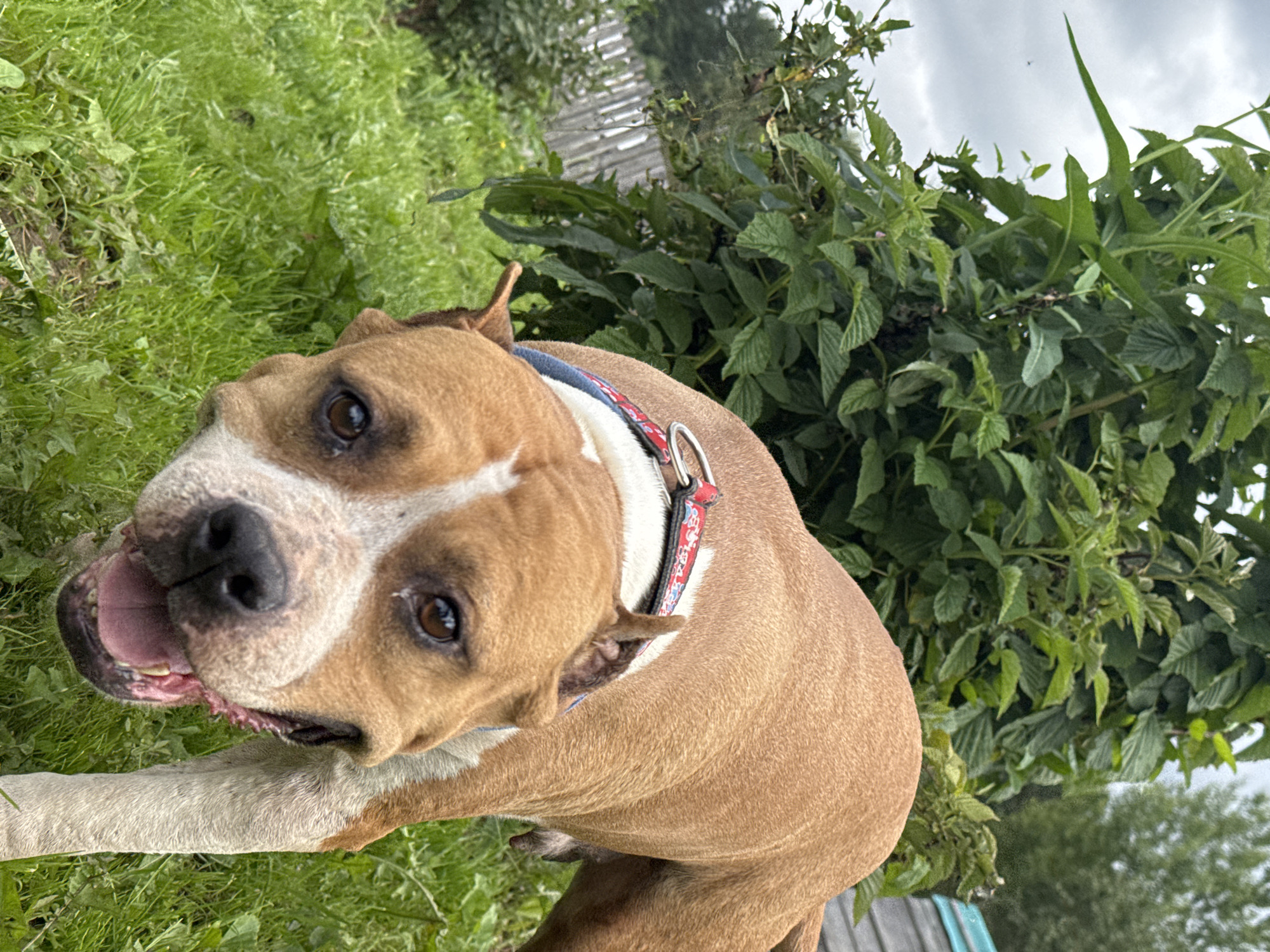 A tan and white pit bull dog with a red and blue collar is in the foreground, looking towards the camera with its mouth open and tongue visible. The dog is in a grassy area with green foliage and trees in the background. The scene appears to be outdoors, possibly in a yard or park. There is a wooden fence visible on the left side of the image and a blue and gray structure on the right. The sky is overcast. The image does not contain any identifiable landmarks or elements that would suggest a specific location within Rusalevka, Russia.